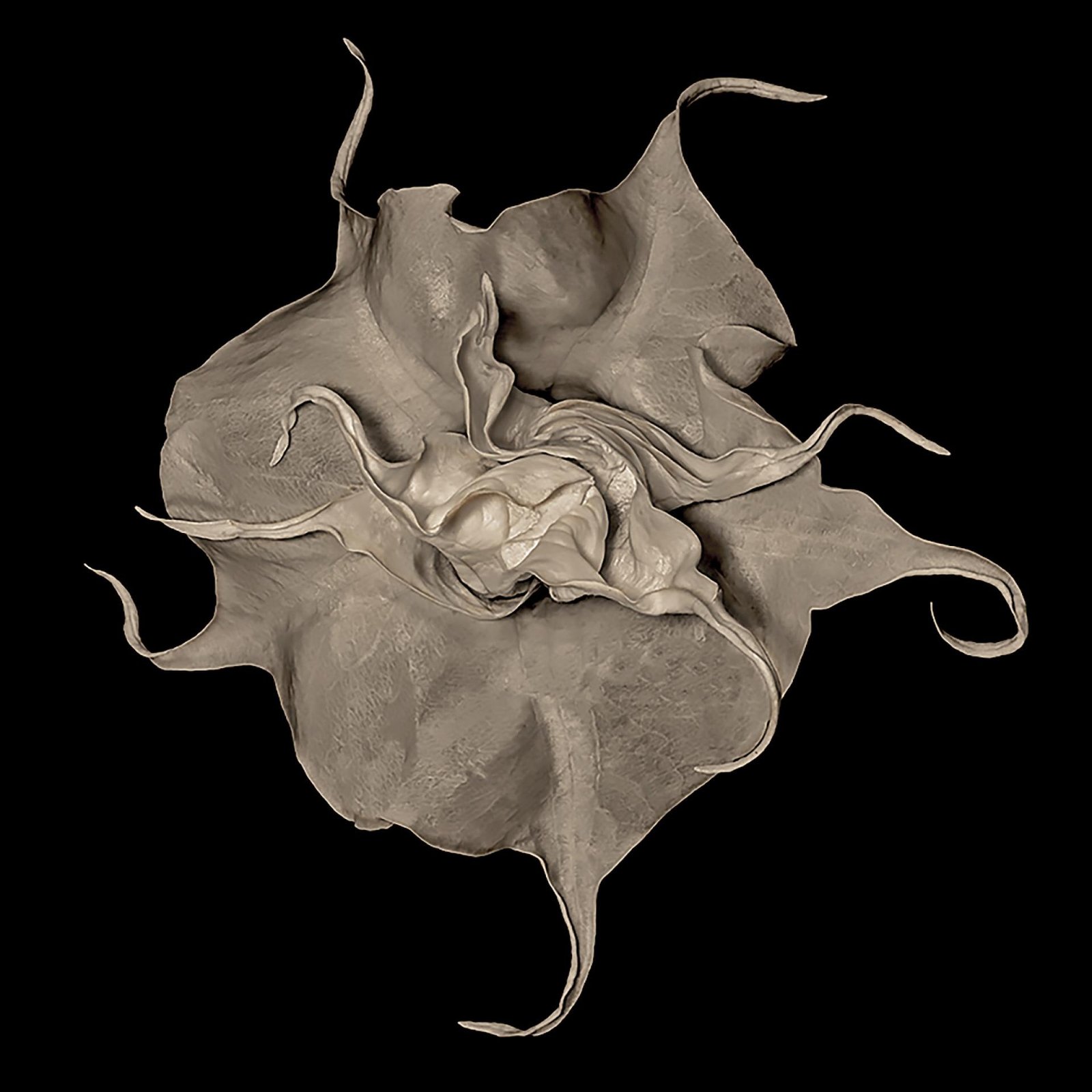 London Photography Awards Winner - BOTANICALS
