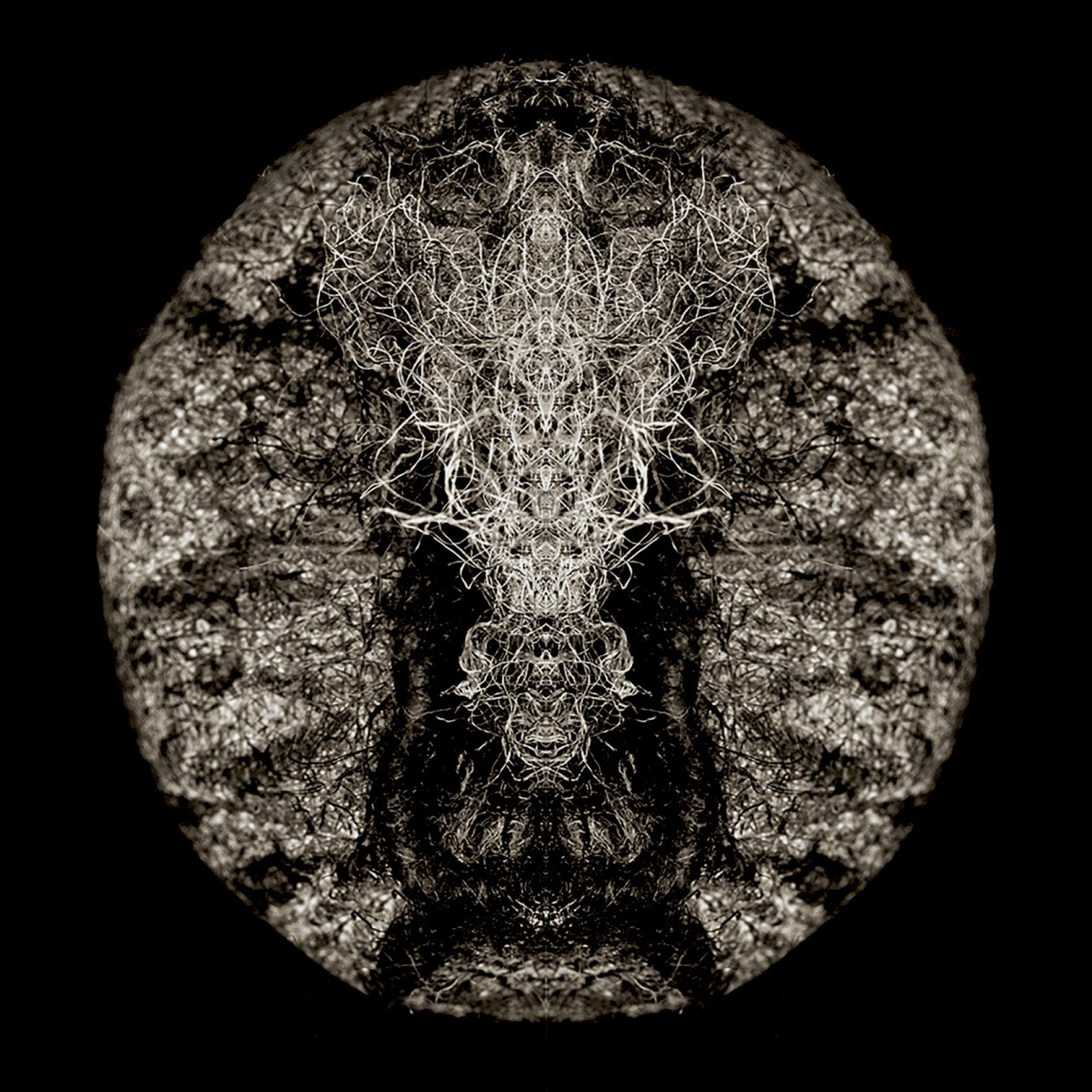 London Photography Awards Winner - BOTANICALS