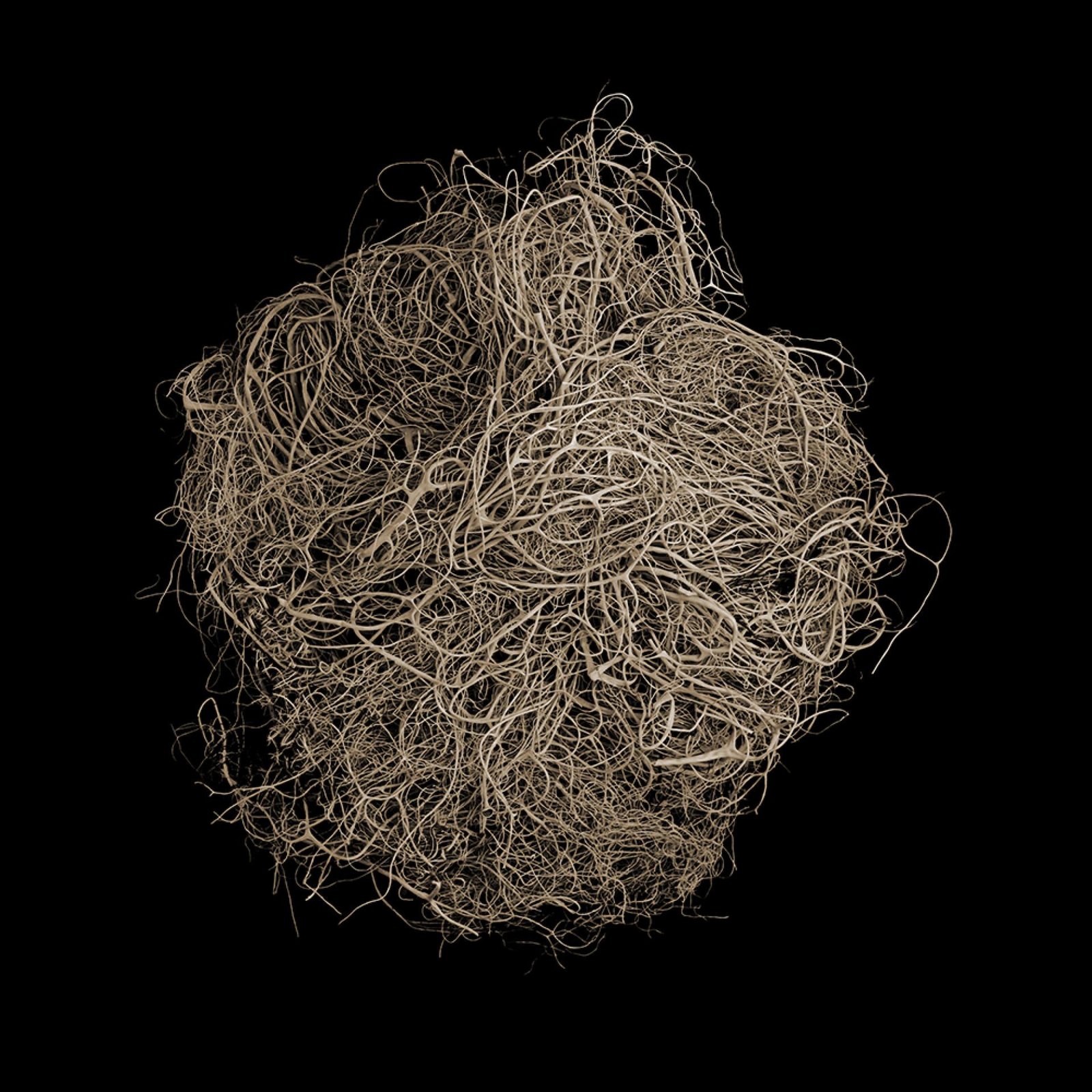 London Photography Awards Winner - BOTANICALS