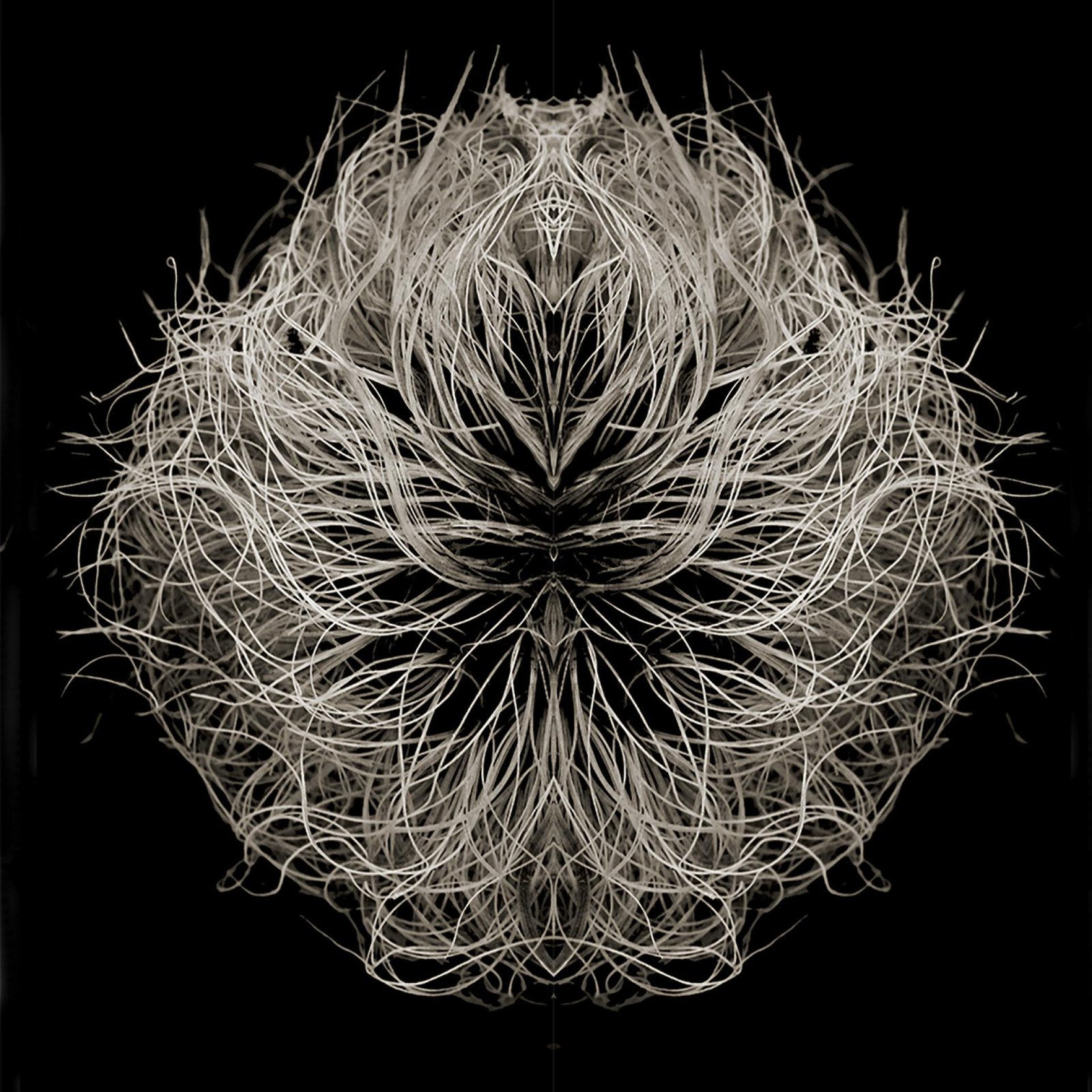 London Photography Awards Winner - BOTANICALS