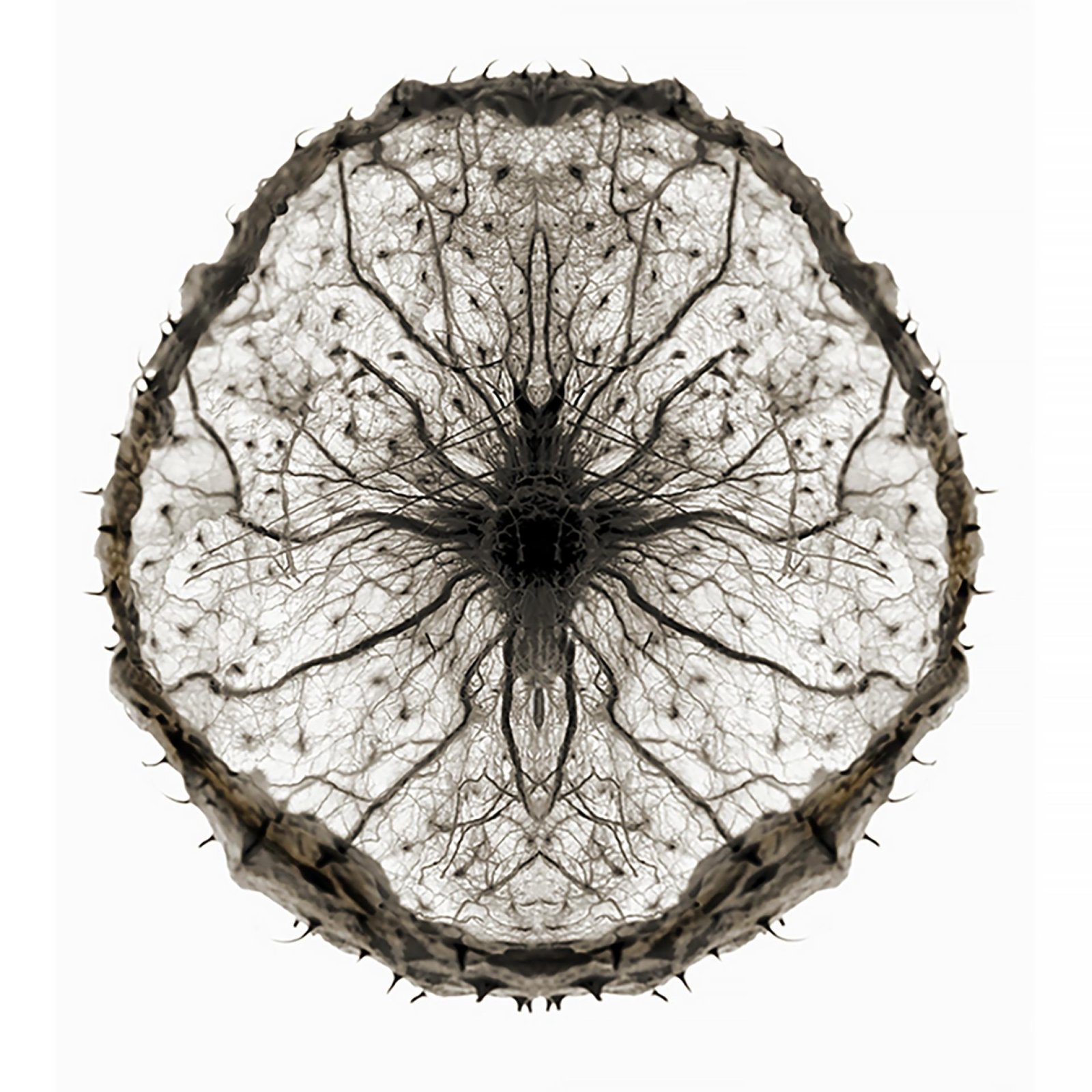 London Photography Awards Winner - BOTANICALS