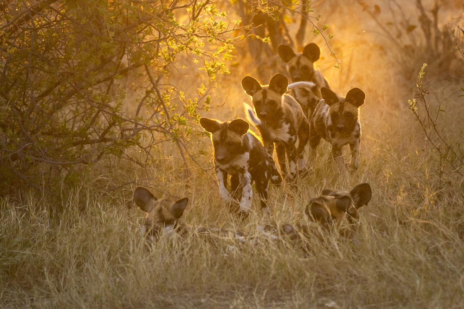 London Photography Awards Winner - Juvenile Painted dogs in Botswana