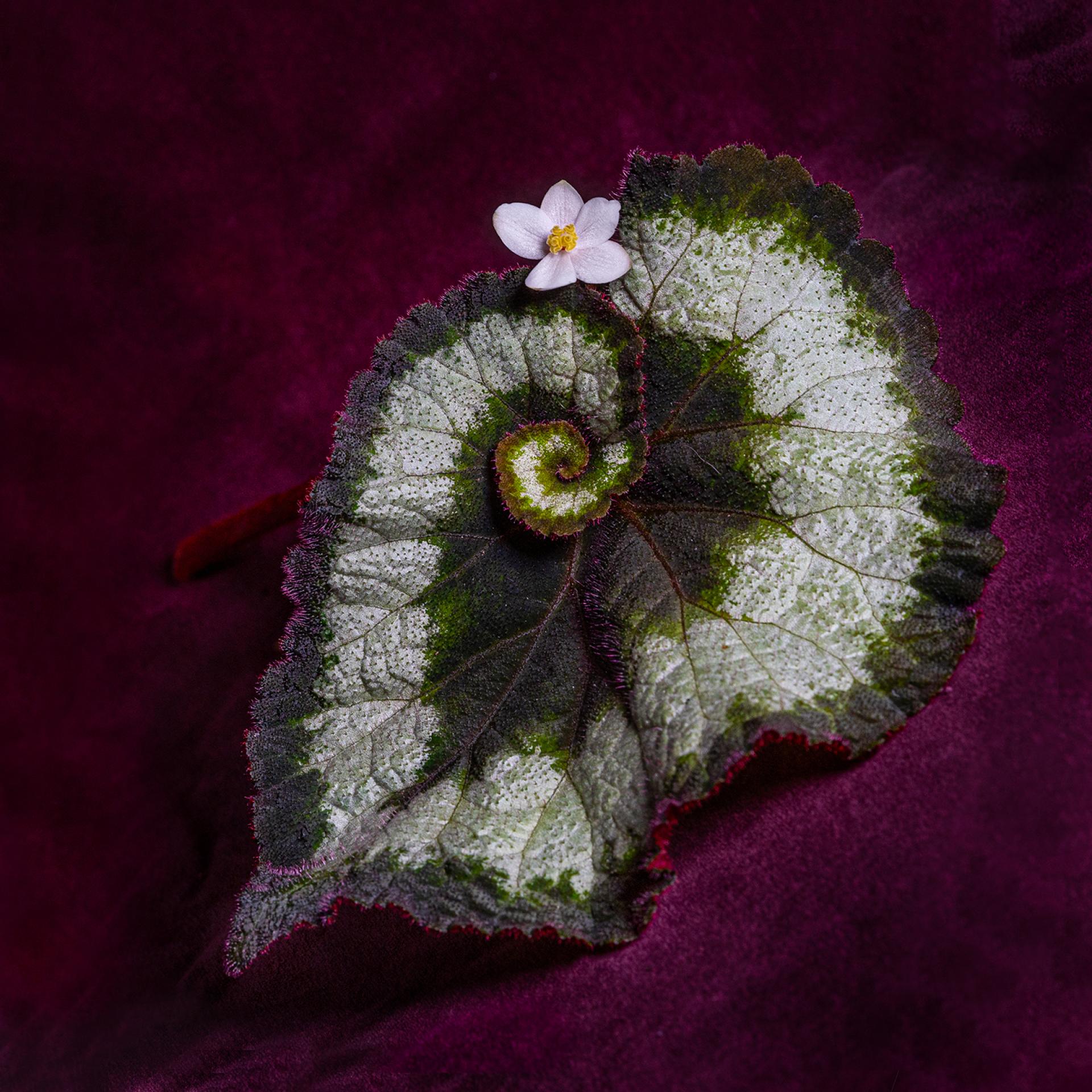 London Photography Awards Winner - Windermere Roses and Little Henry Flowers