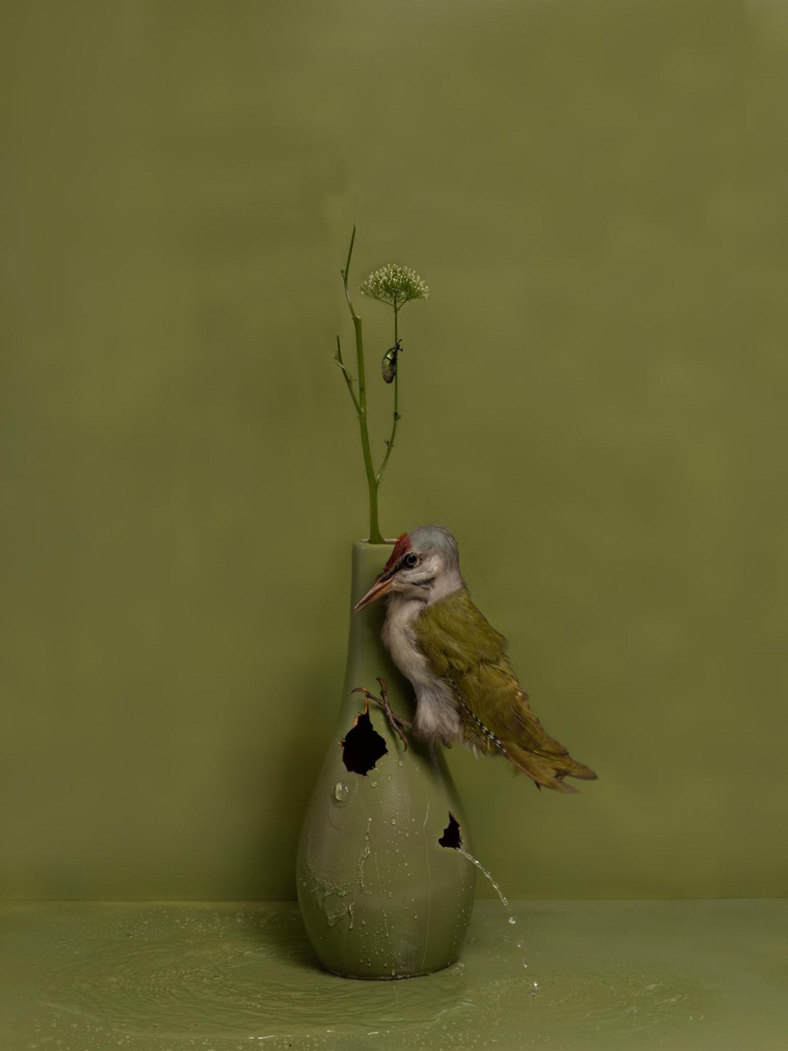 London Photography Awards Winner - Feathered Fables
