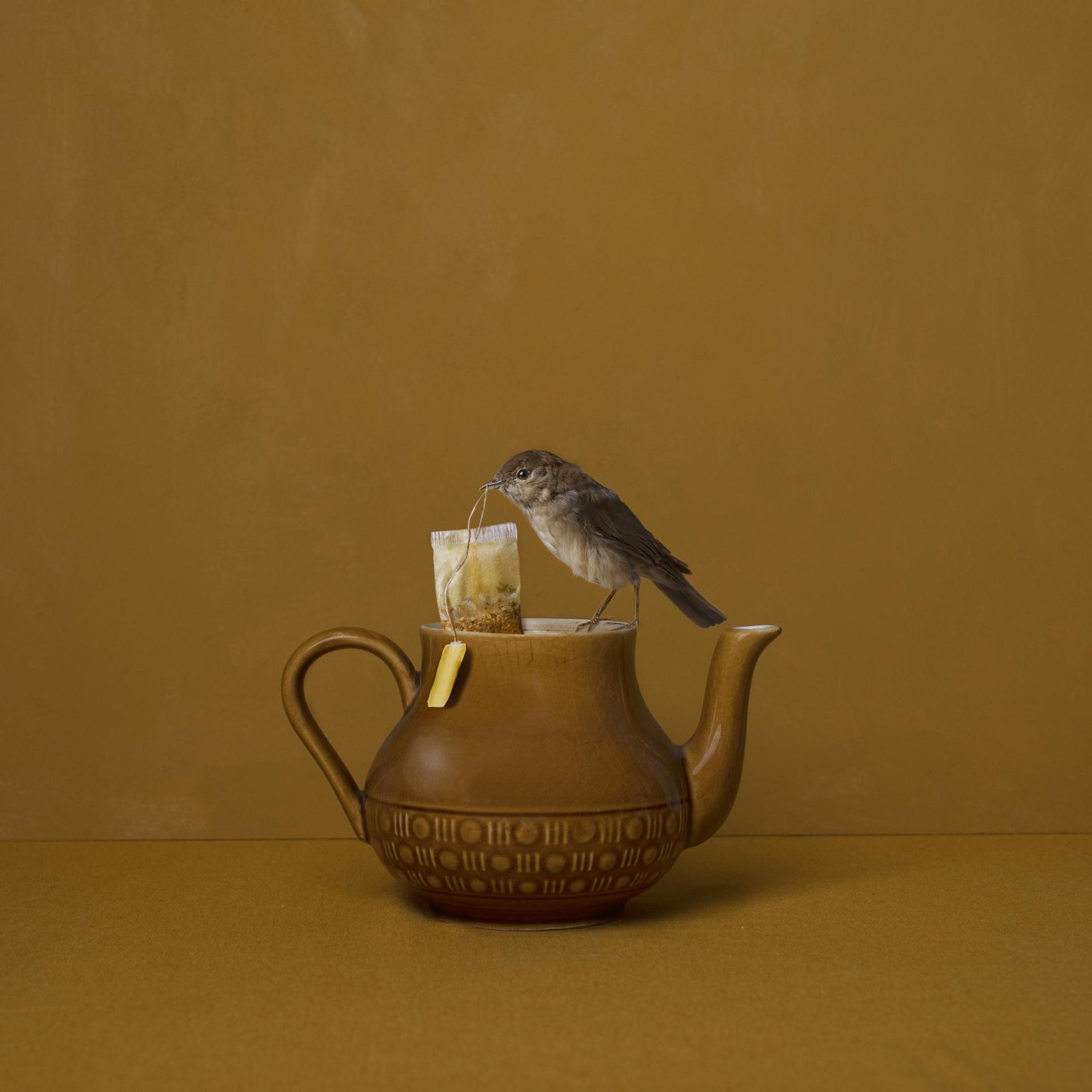 London Photography Awards Winner - Feathered Fables