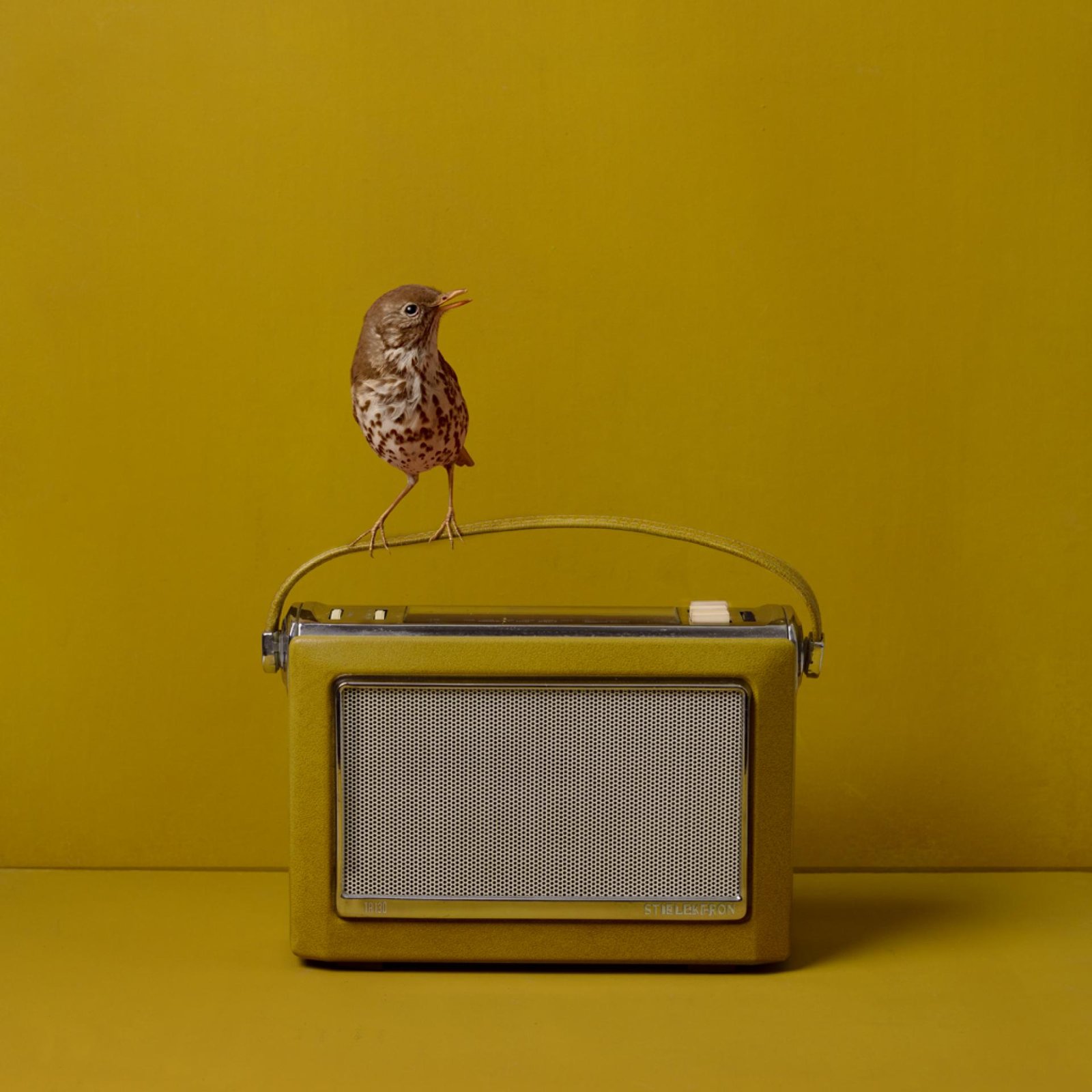 London Photography Awards Winner - Feathered Fables