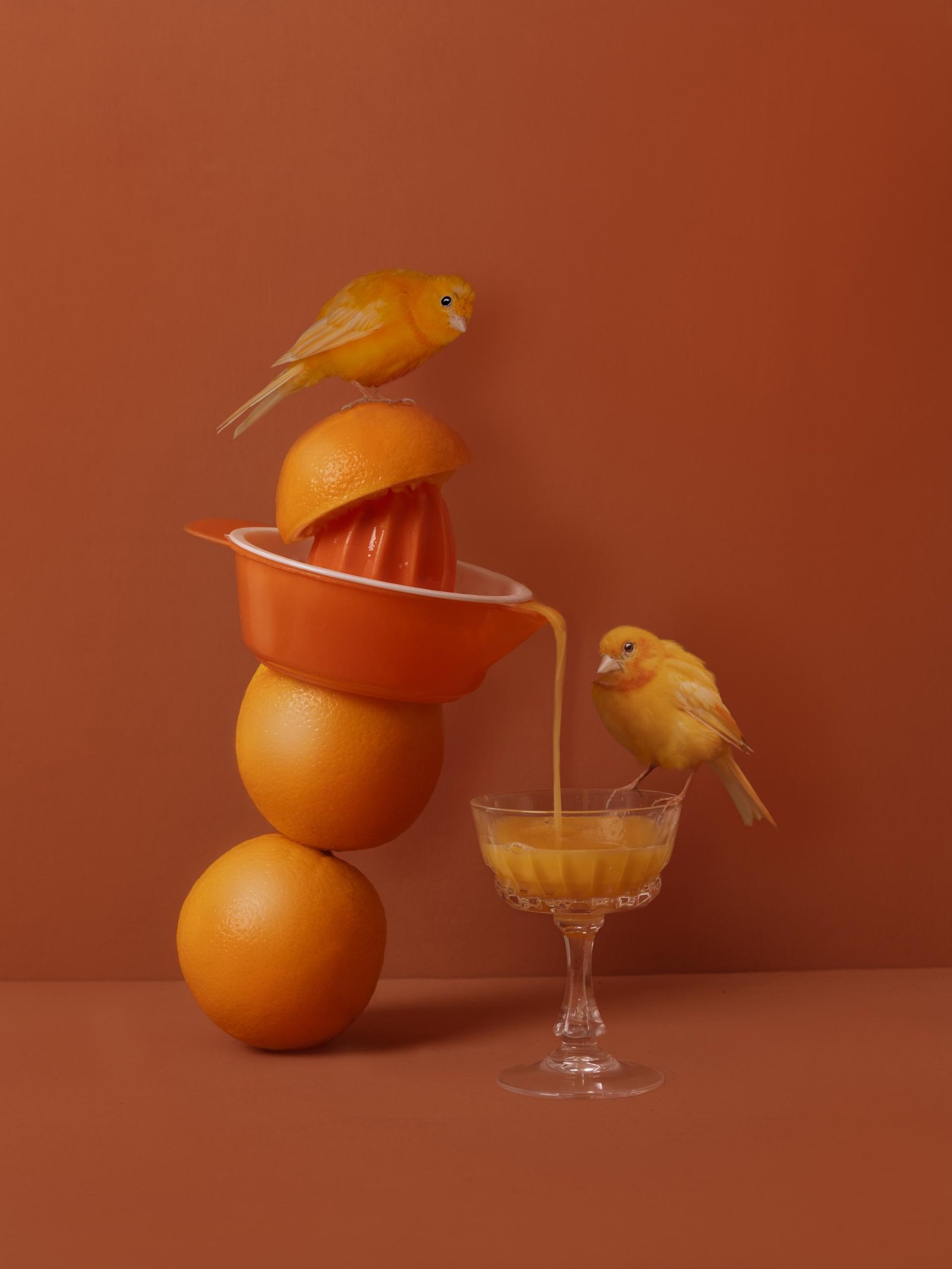 London Photography Awards Winner - Feathered Fables