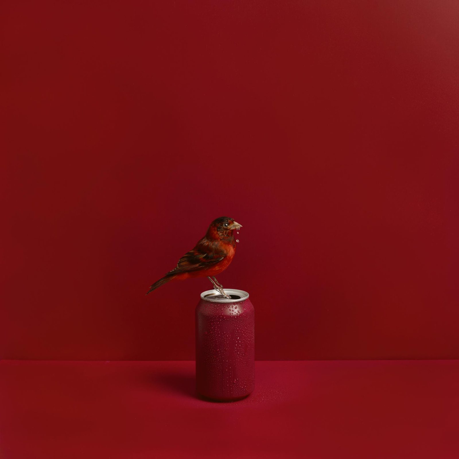 London Photography Awards Winner - Feathered Fables
