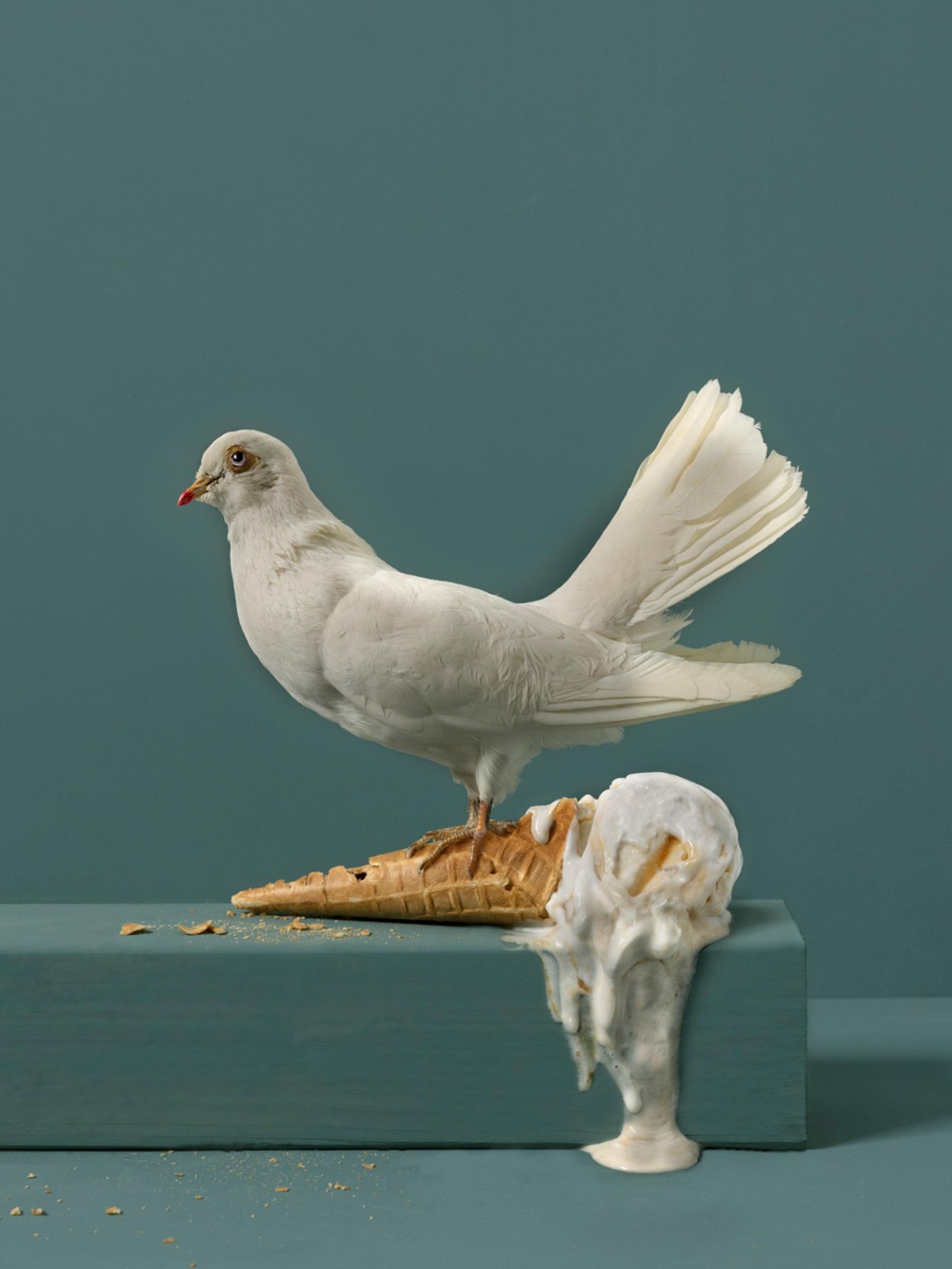 London Photography Awards Winner - Feathered Fables
