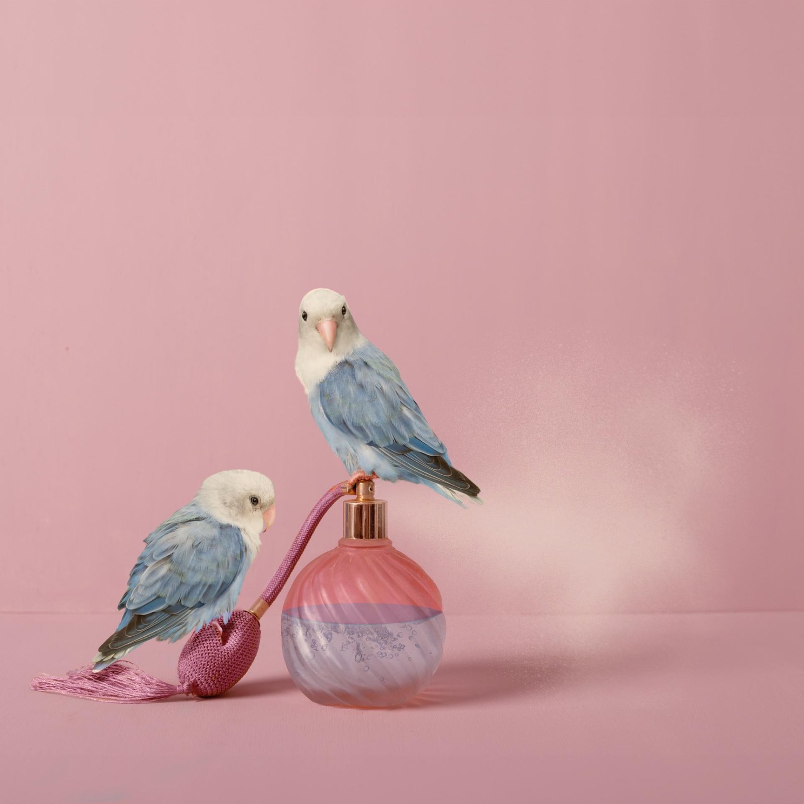 London Photography Awards Winner - Feathered Fables