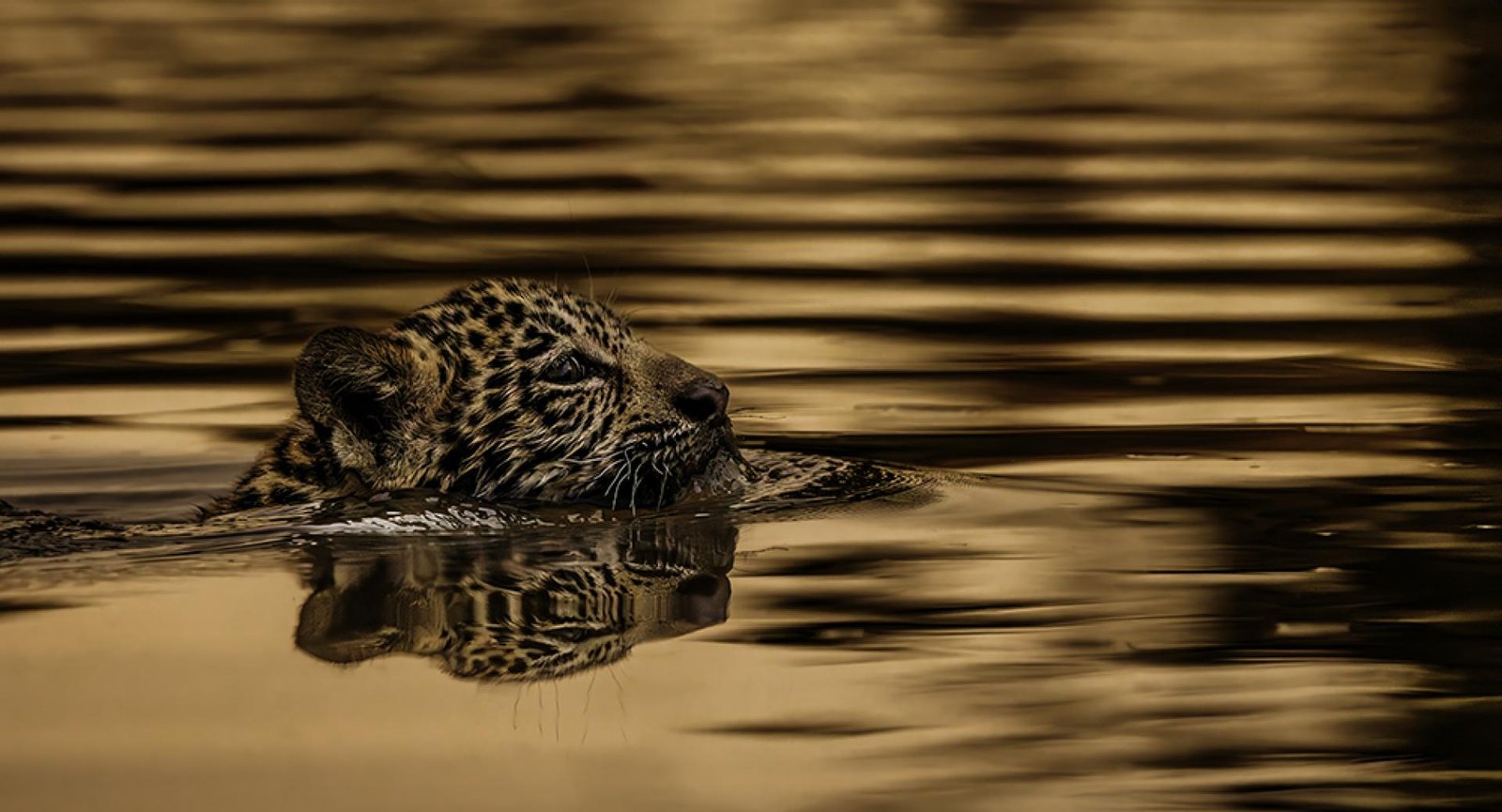 London Photography Awards Winner - Survival