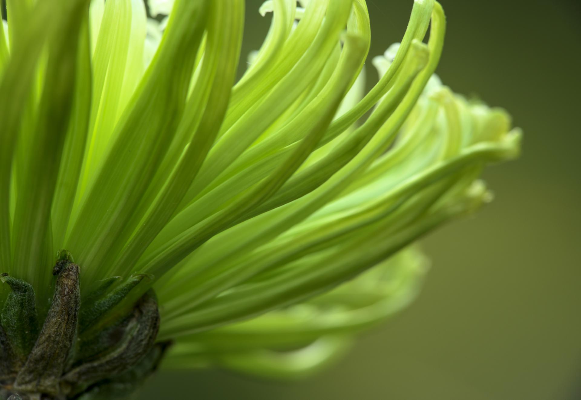 London Photography Awards Winner - Spring Green 2