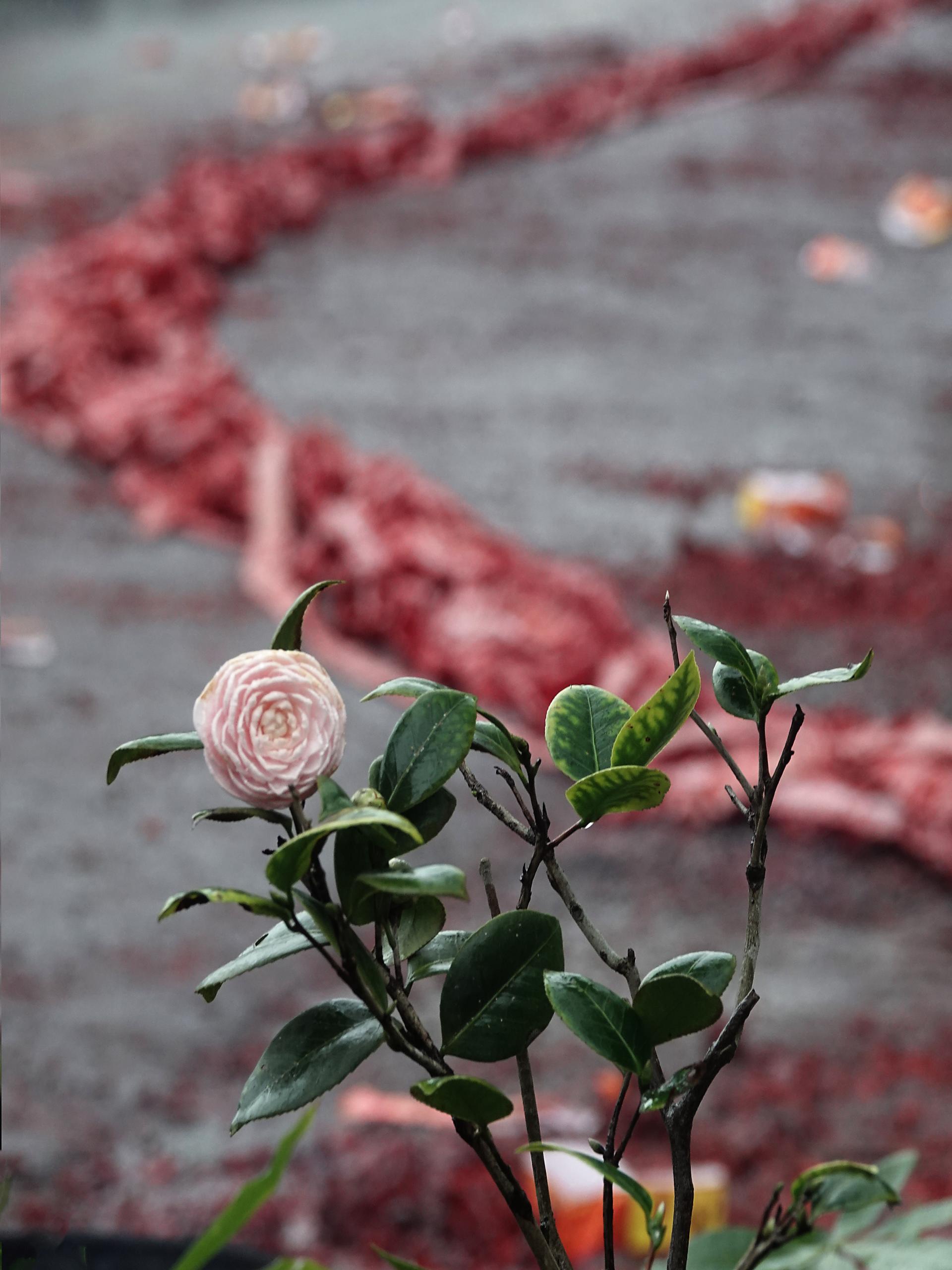 London Photography Awards Winner - Where have all the flowers gone? 