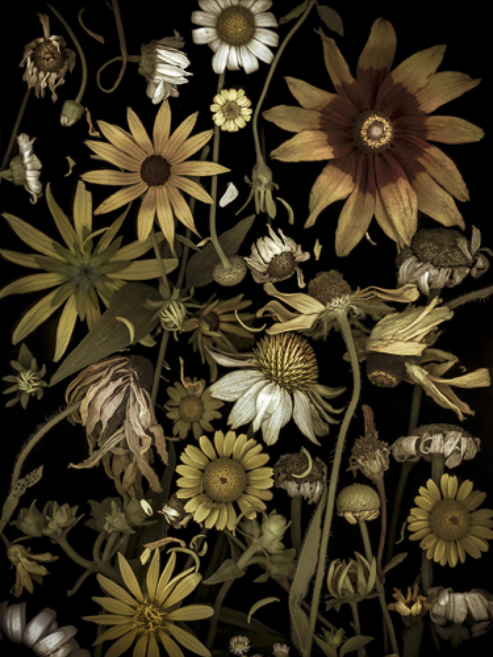 London Photography Awards Winner - Botanica