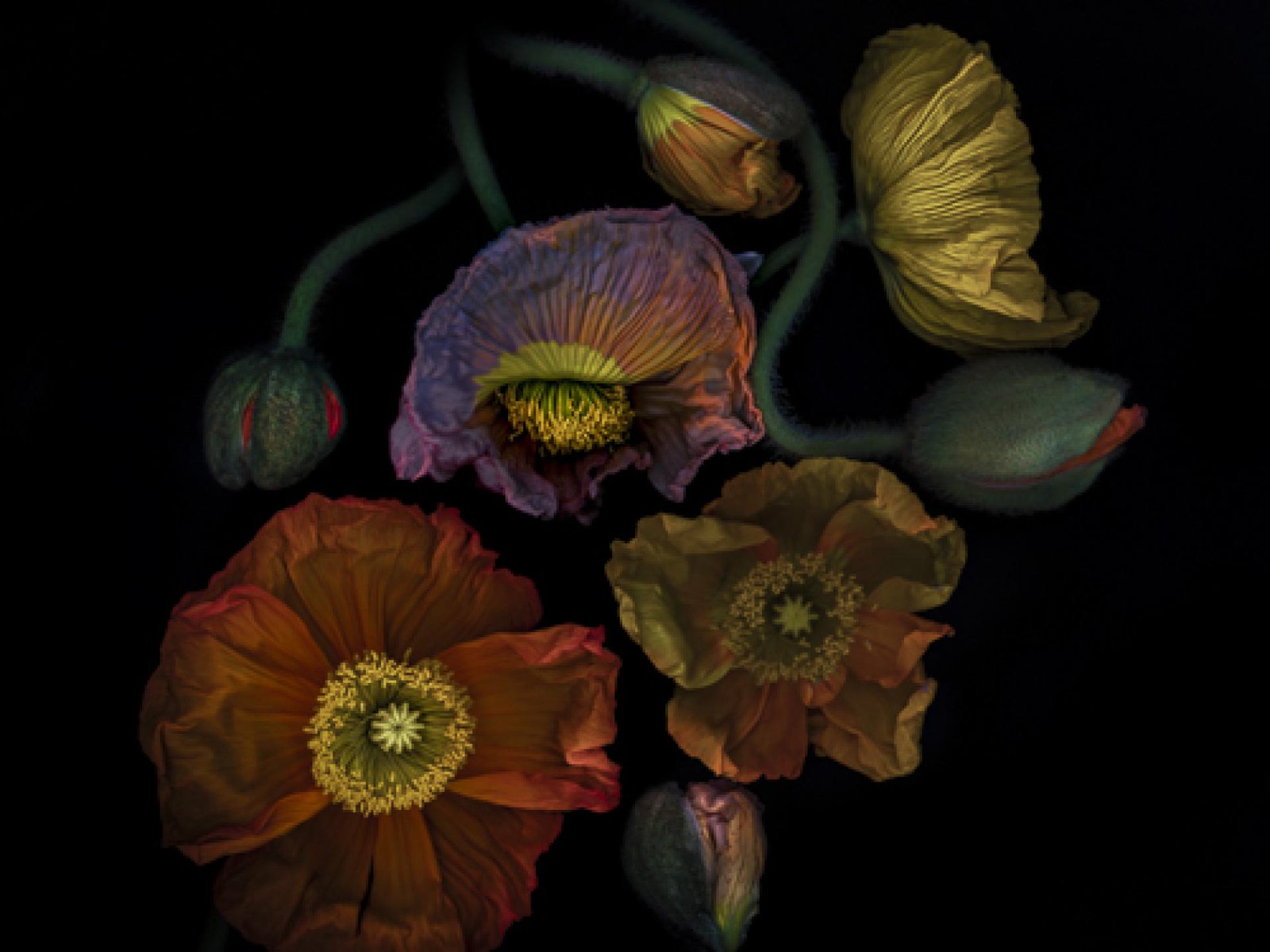 London Photography Awards Winner - Botanica