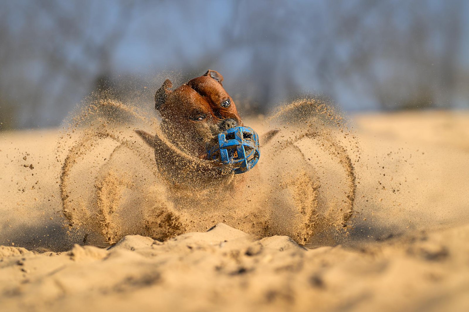 London Photography Awards Winner - Sandstorm Spirit