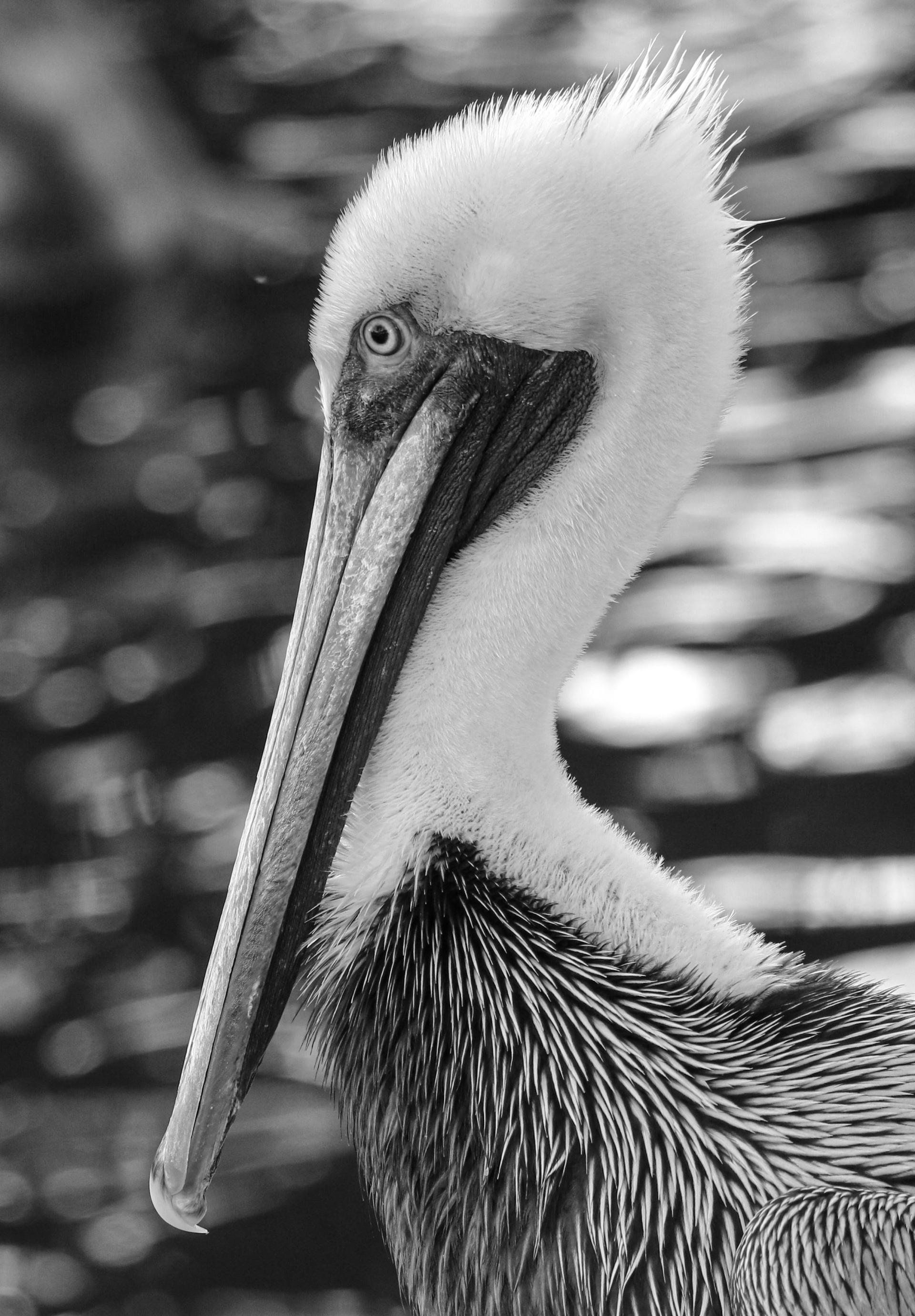 London Photography Awards Winner - Pelican Grandezza