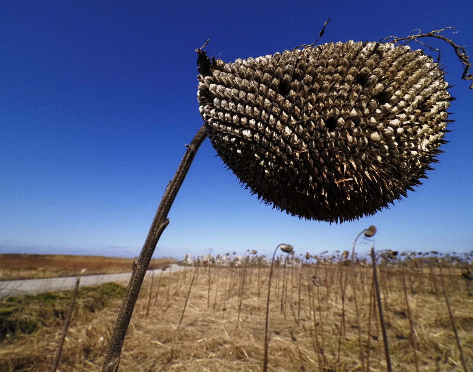 London Photography Awards Winner - Sunflowers in the Corona Disaster Period