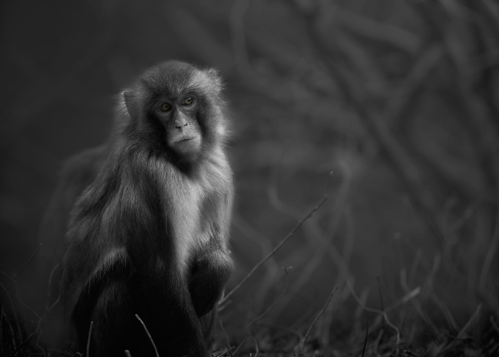 London Photography Awards Winner - The Beauty