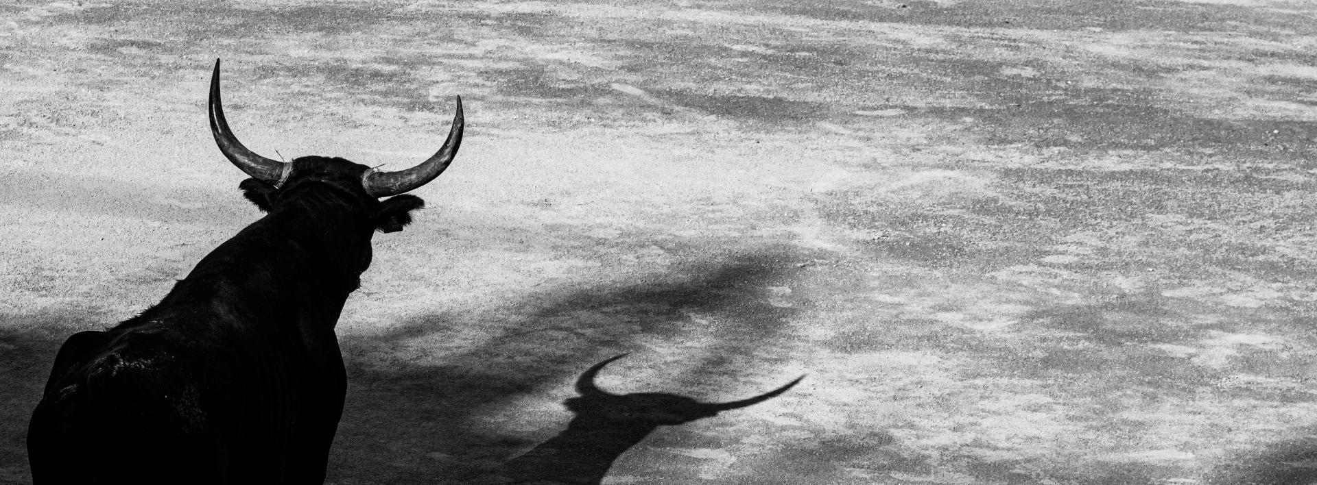 London Photography Awards Winner - Eye to eye