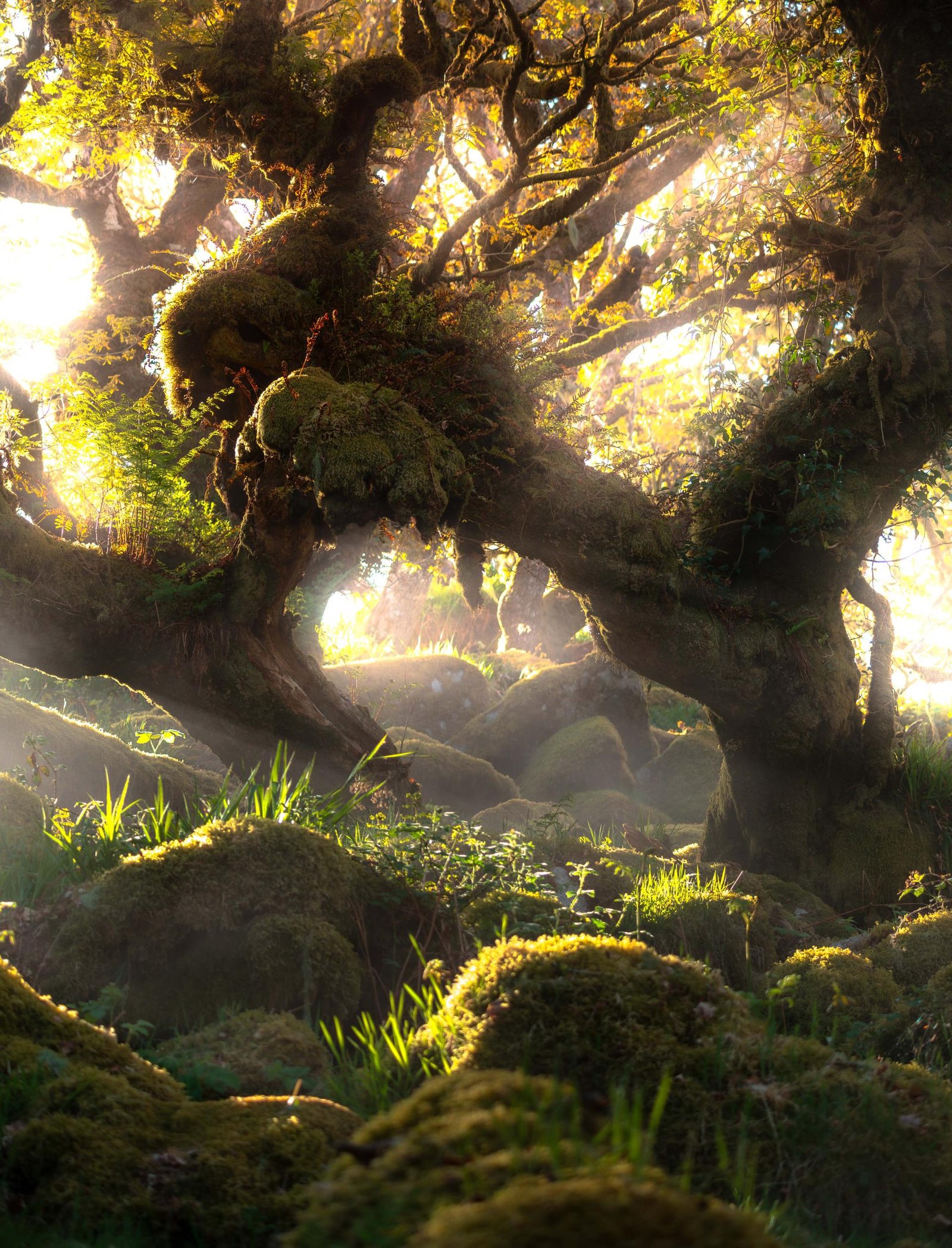 London Photography Awards Winner - Wistman's Wood | Dartmoor Devon