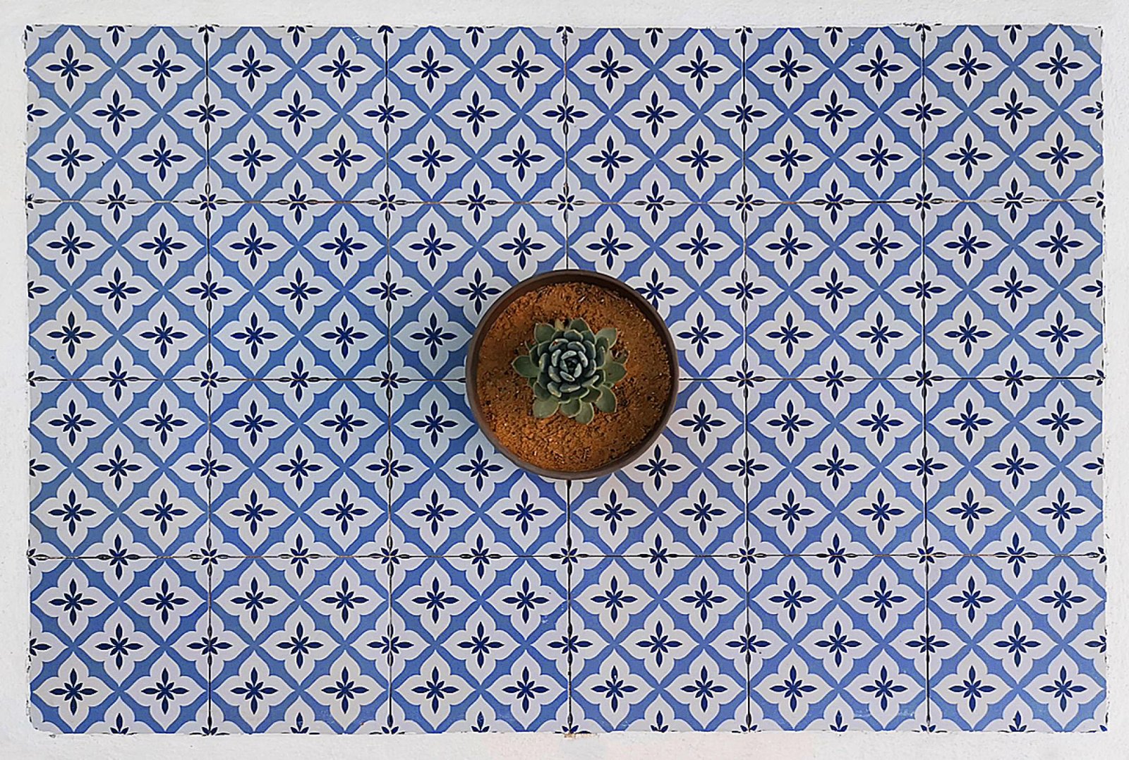 London Photography Awards Winner - Cactus