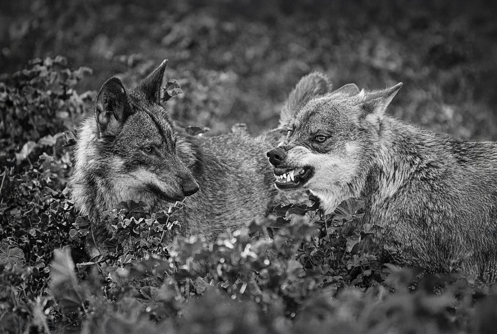 London Photography Awards Winner - Lobos