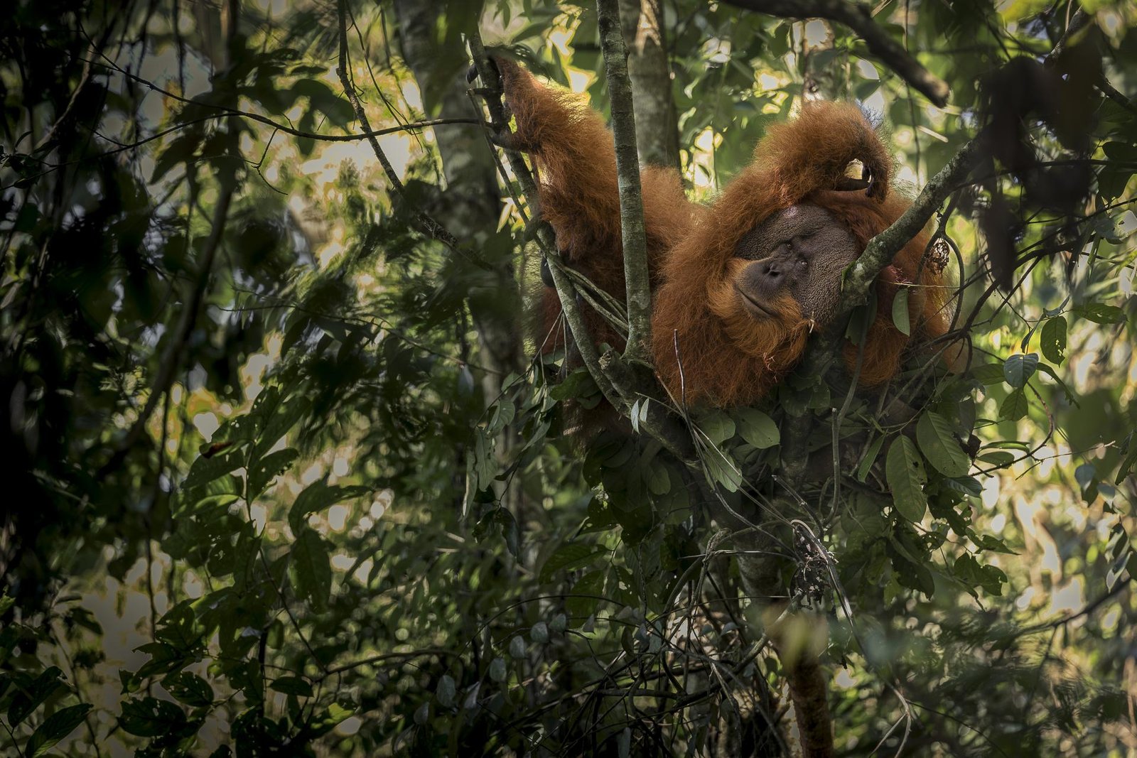 London Photography Awards Winner - The vulnerable temple of the orange spirit