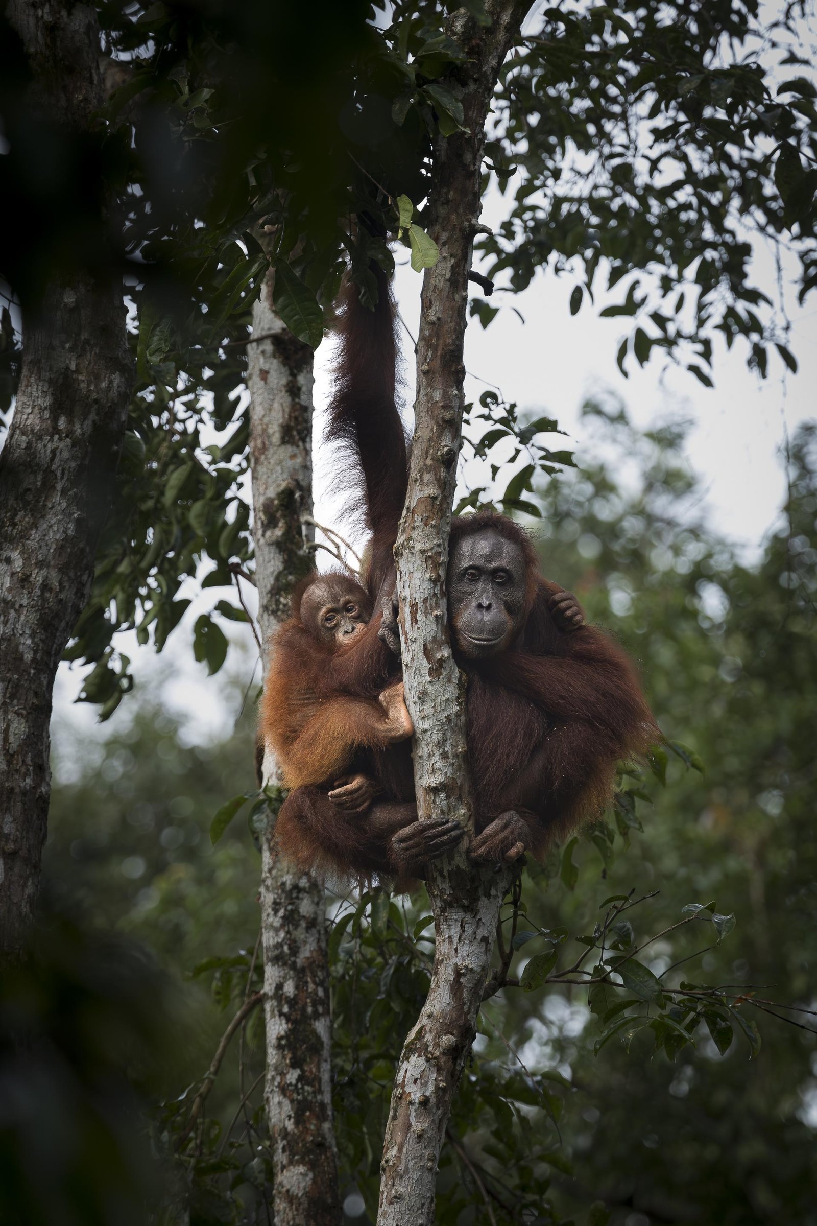 London Photography Awards Winner - The vulnerable temple of the orange spirit