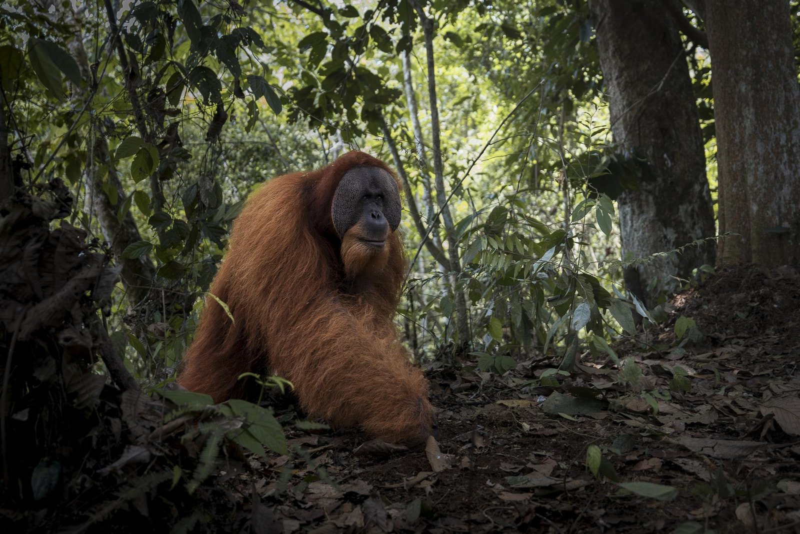 London Photography Awards Winner - The vulnerable temple of the orange spirit