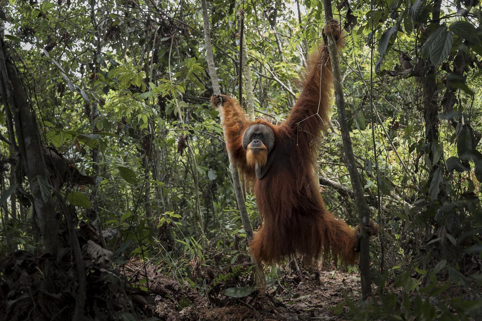 London Photography Awards Winner - The vulnerable temple of the orange spirit