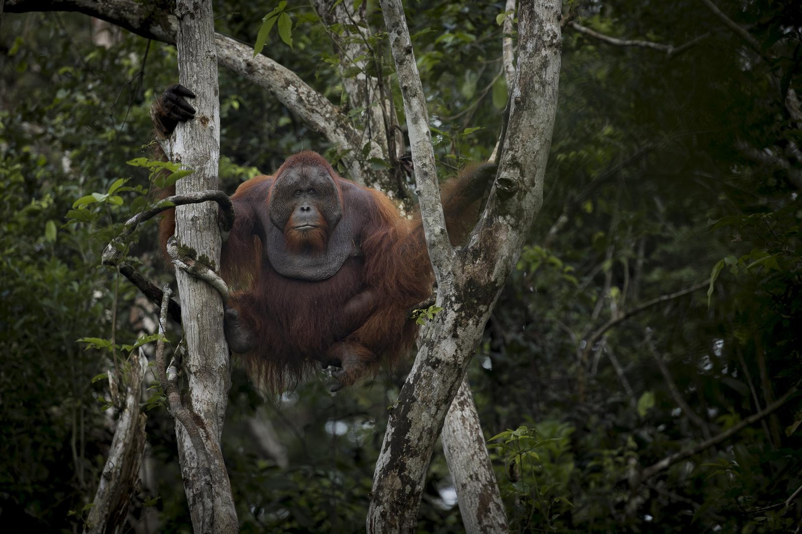 London Photography Awards Winner - The vulnerable temple of the orange spirit