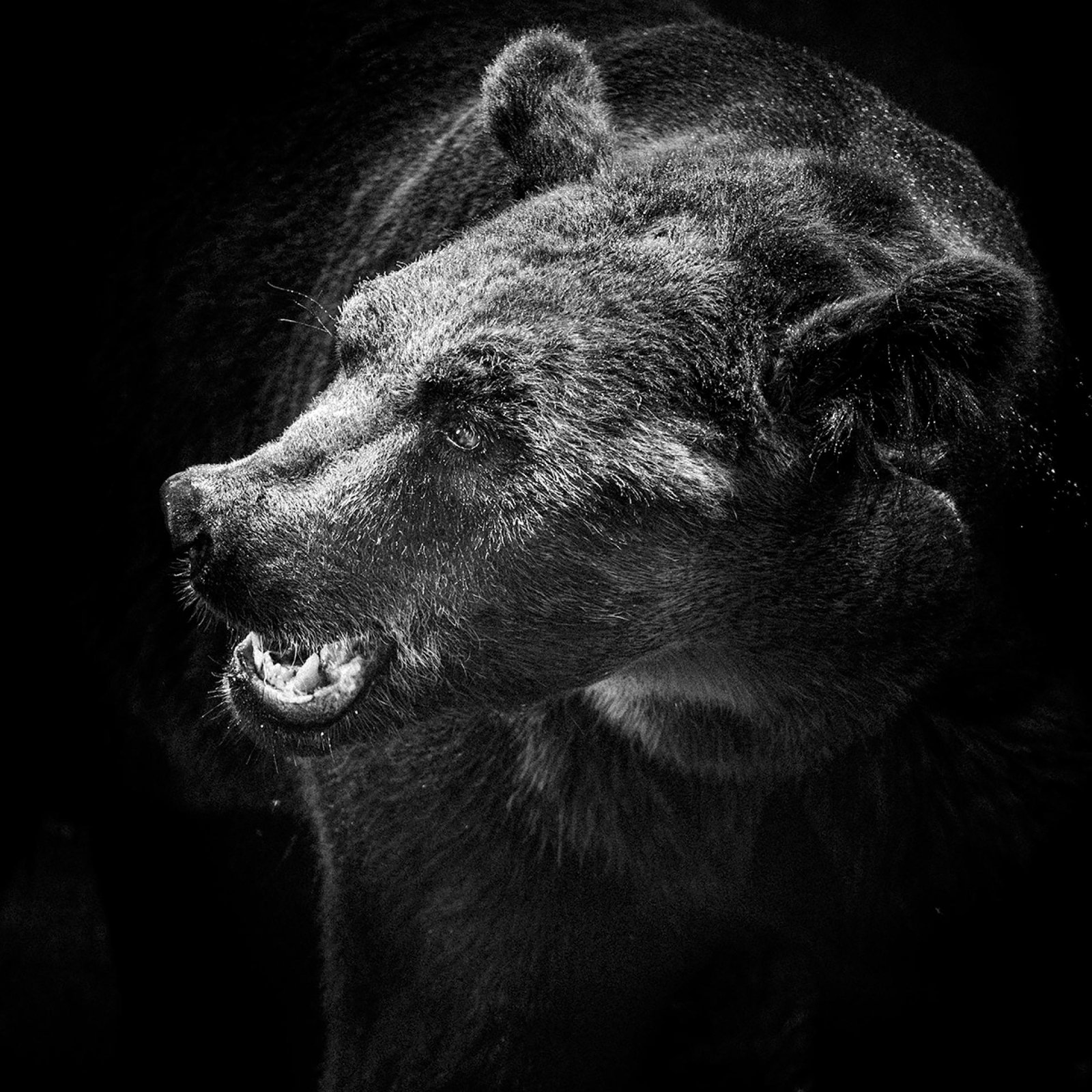London Photography Awards Winner - Brown bear