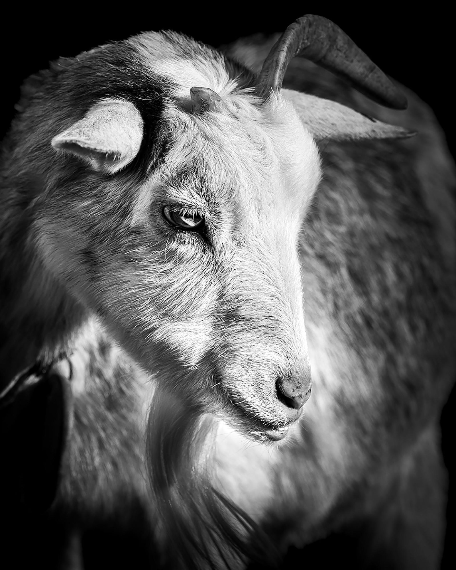 London Photography Awards Winner - Goat