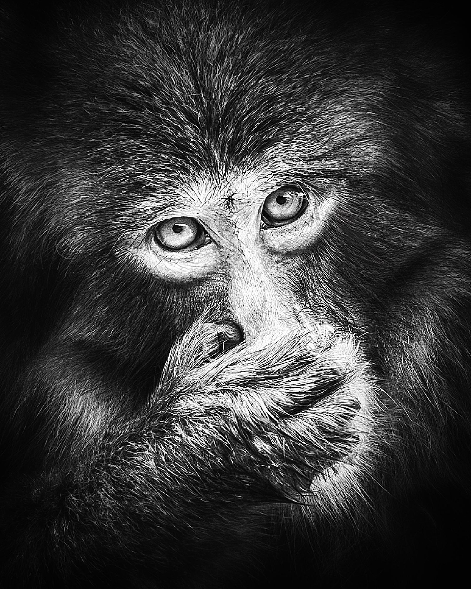 London Photography Awards Winner - Monkey