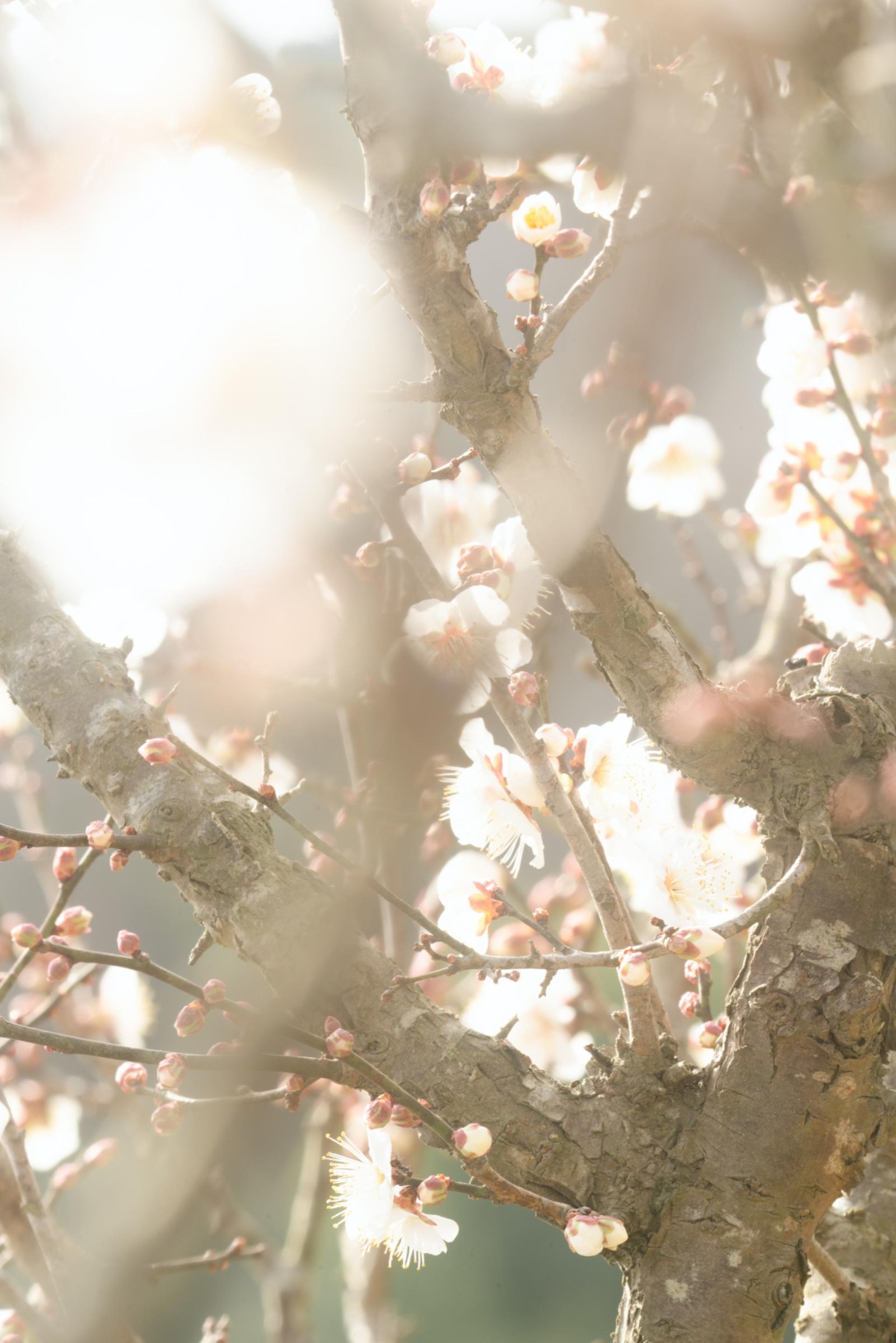 London Photography Awards Winner - The fragile snow