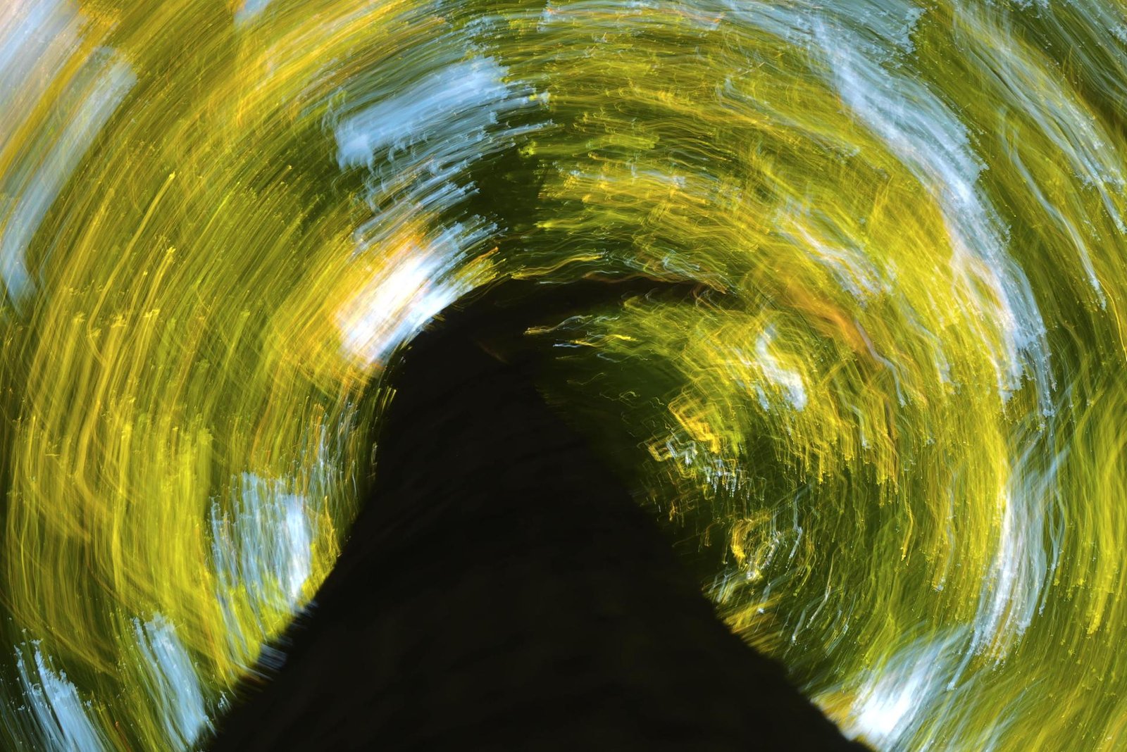 London Photography Awards Winner - Leaves of Light