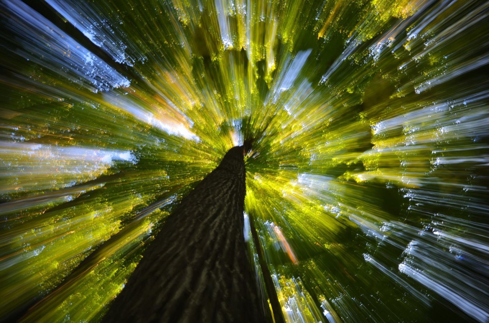 London Photography Awards Winner - Leaves of Light