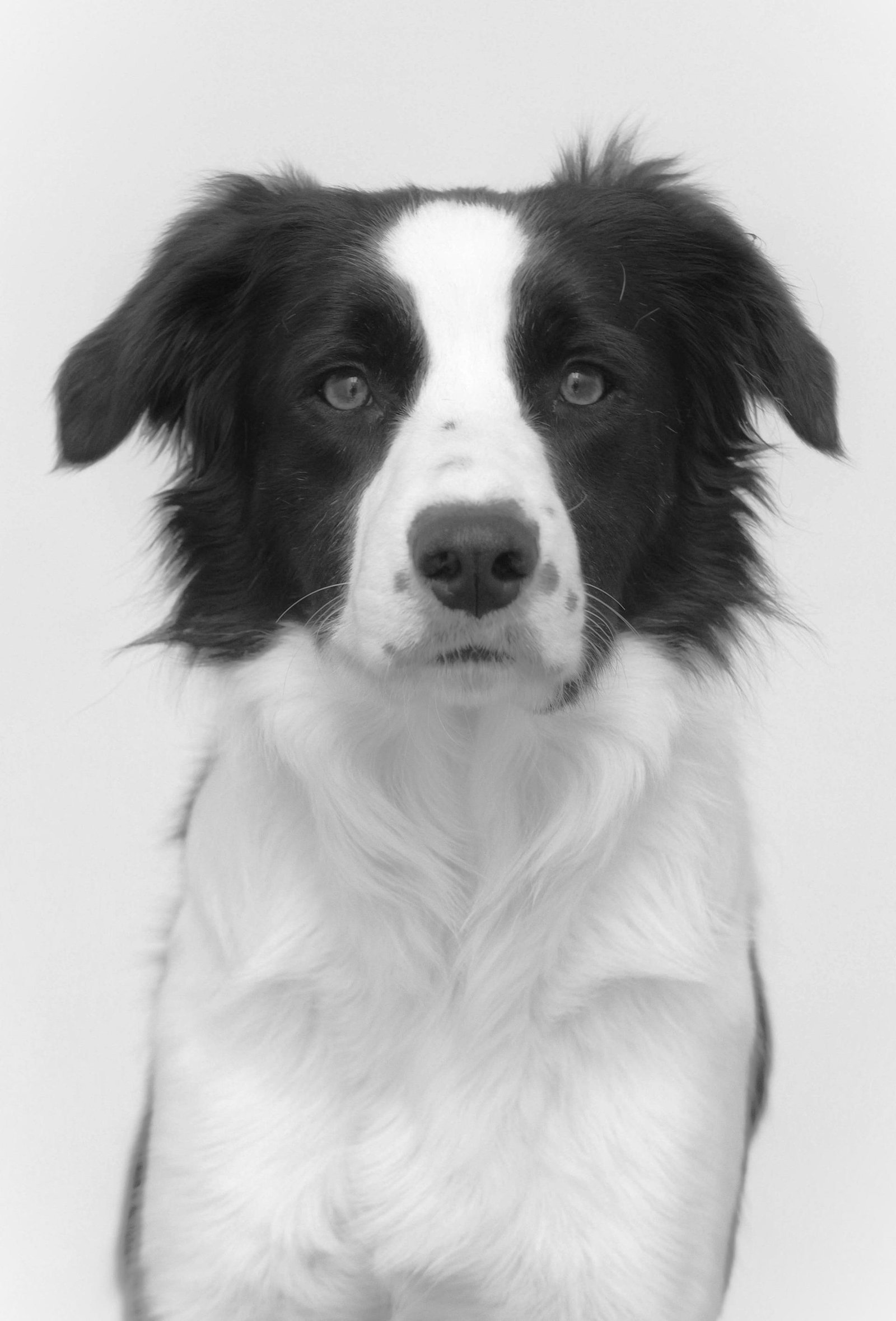 London Photography Awards Winner - Sunny, Harry and Naughty