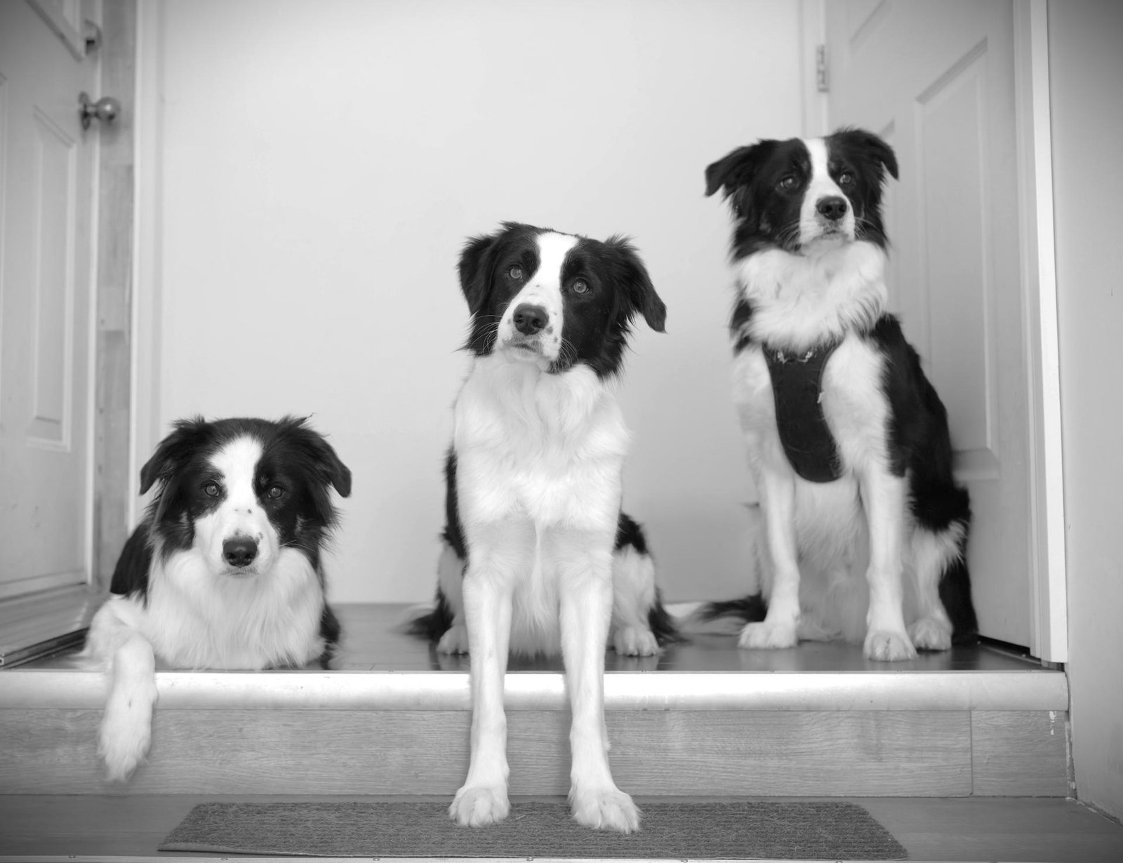 London Photography Awards Winner - Sunny, Harry and Naughty