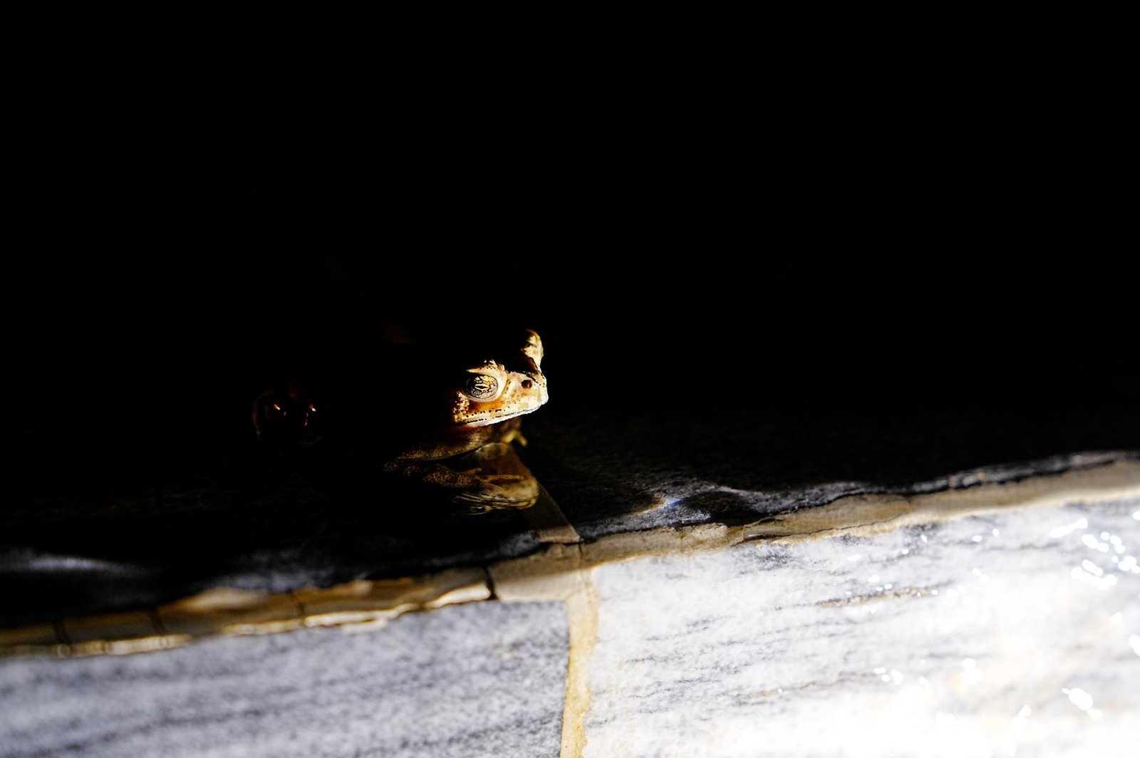 London Photography Awards Winner - Between Shadow and Light