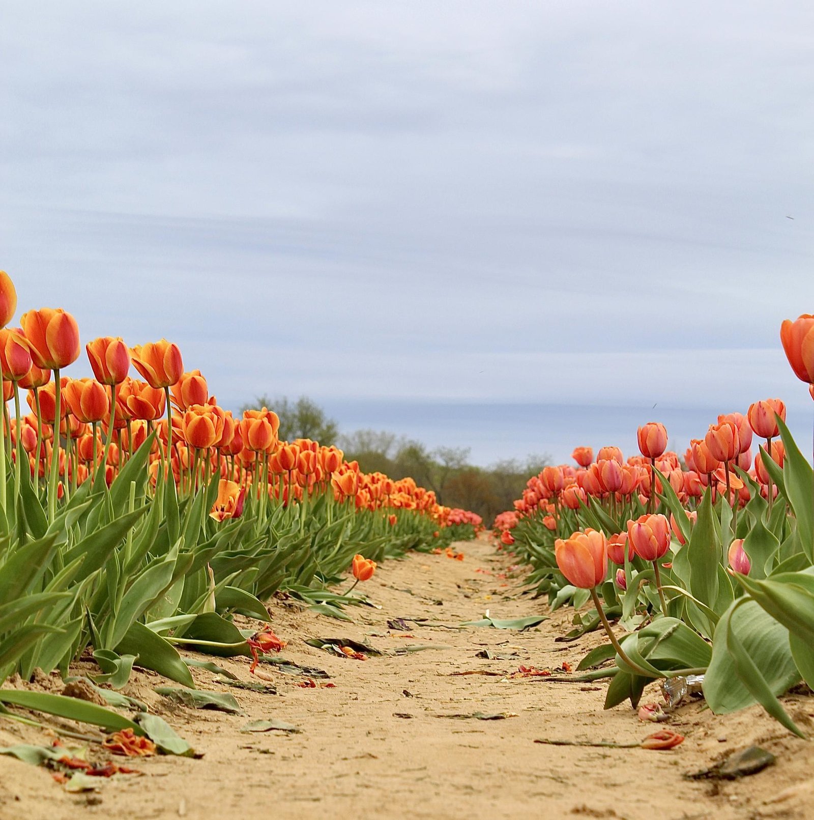 London Photography Awards Winner - East Coast Tulips Seen Anew