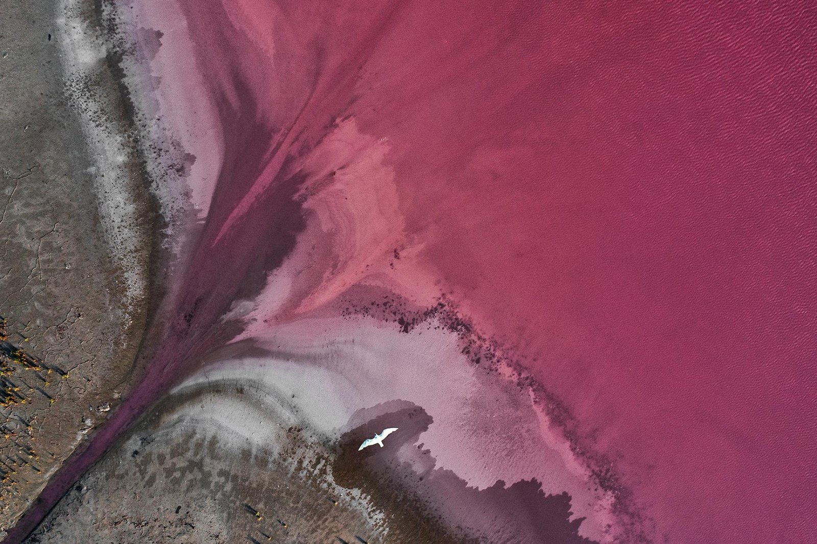 London Photography Awards Winner - Pink Flight