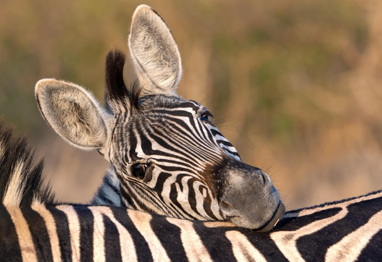London Photography Awards Winner - Zebra Hello