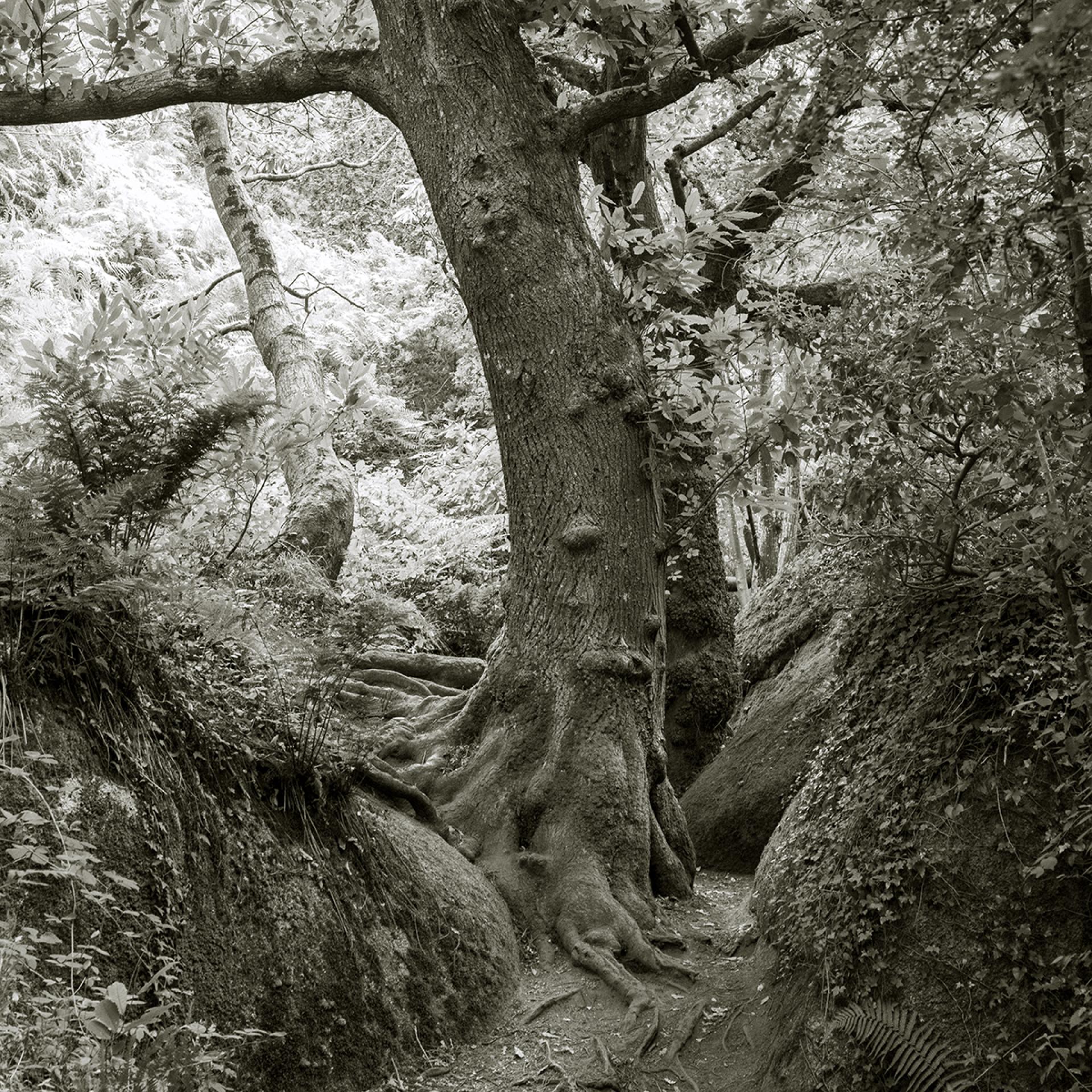 London Photography Awards Winner - Sylvan Weaves