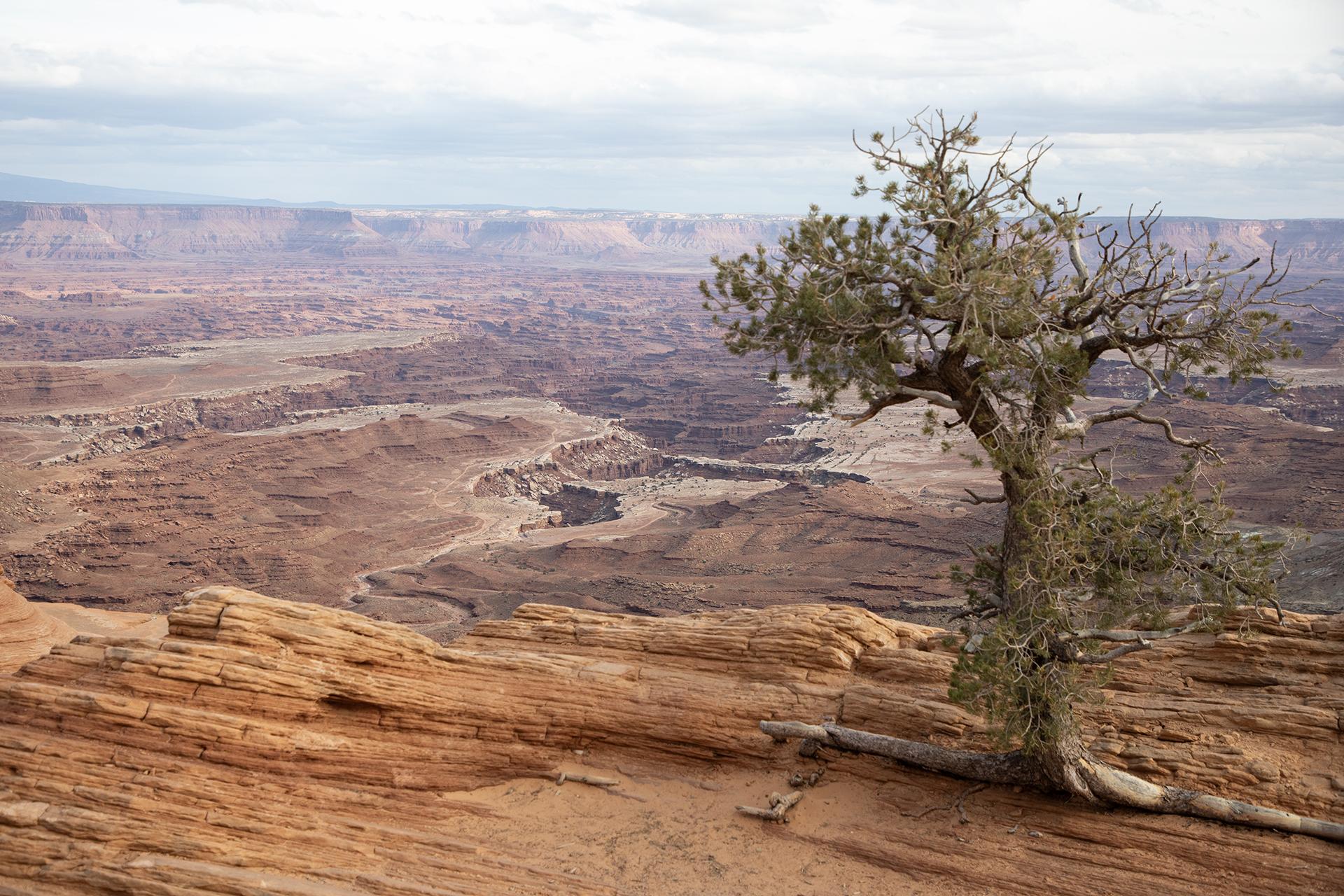 London Photography Awards Winner - Canyonland's Tree