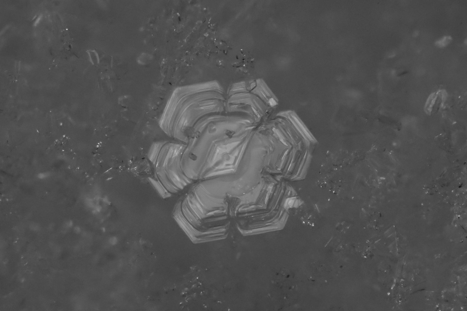 London Photography Awards Winner - Snowflake Duckie