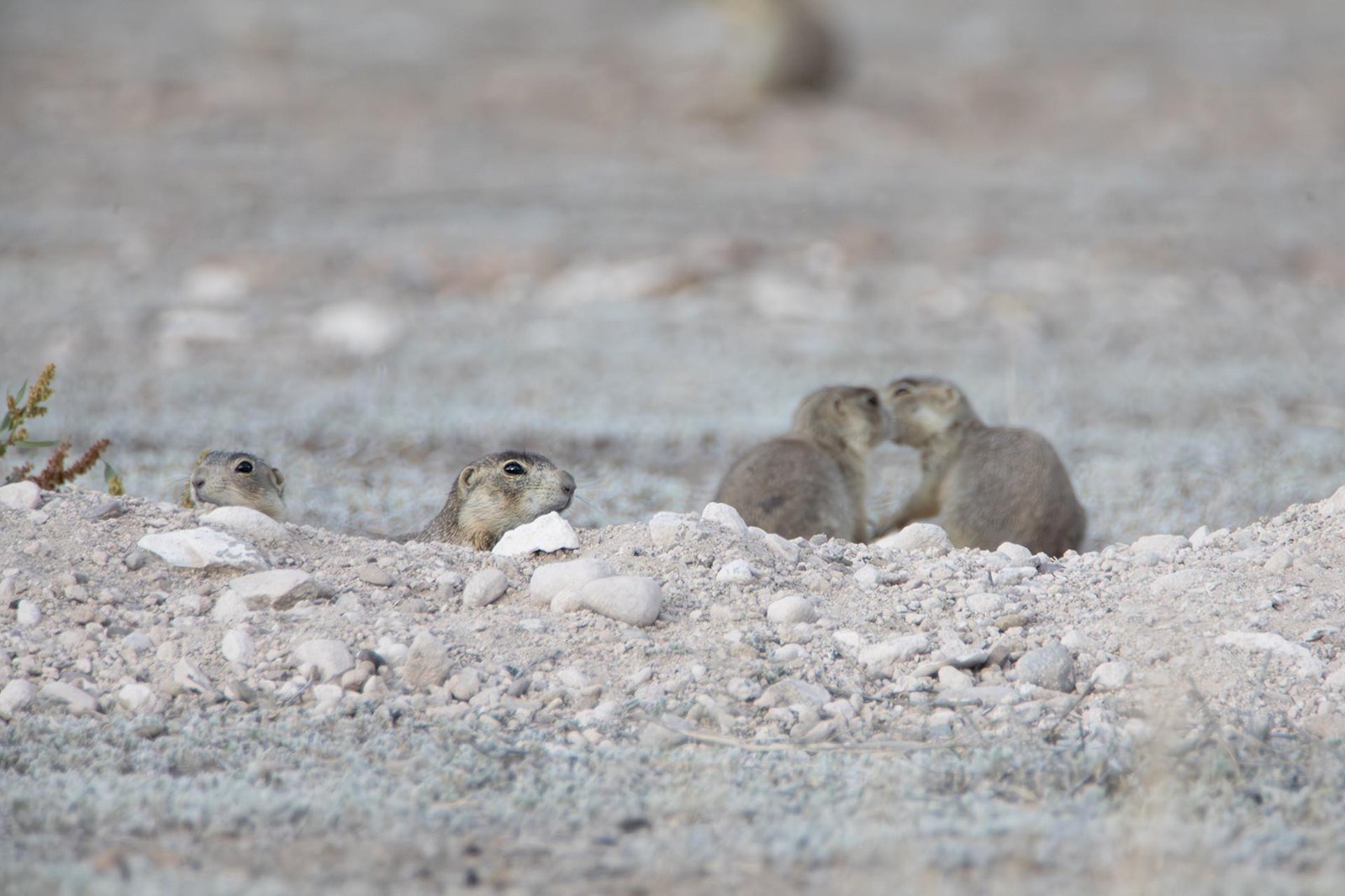 London Photography Awards Winner - Prairie Dogs' Secret Kiss