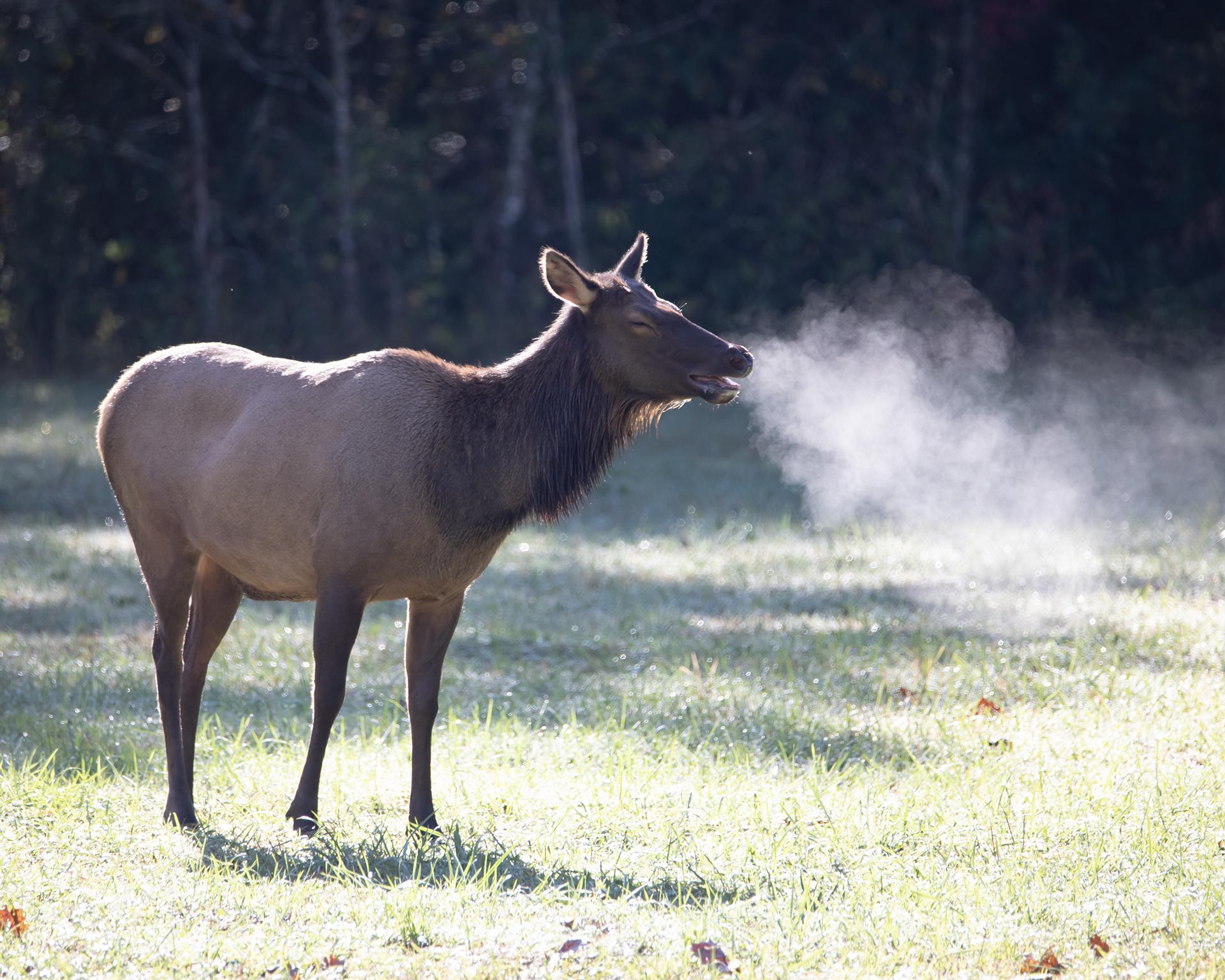 London Photography Awards Winner - Smokin' Elk