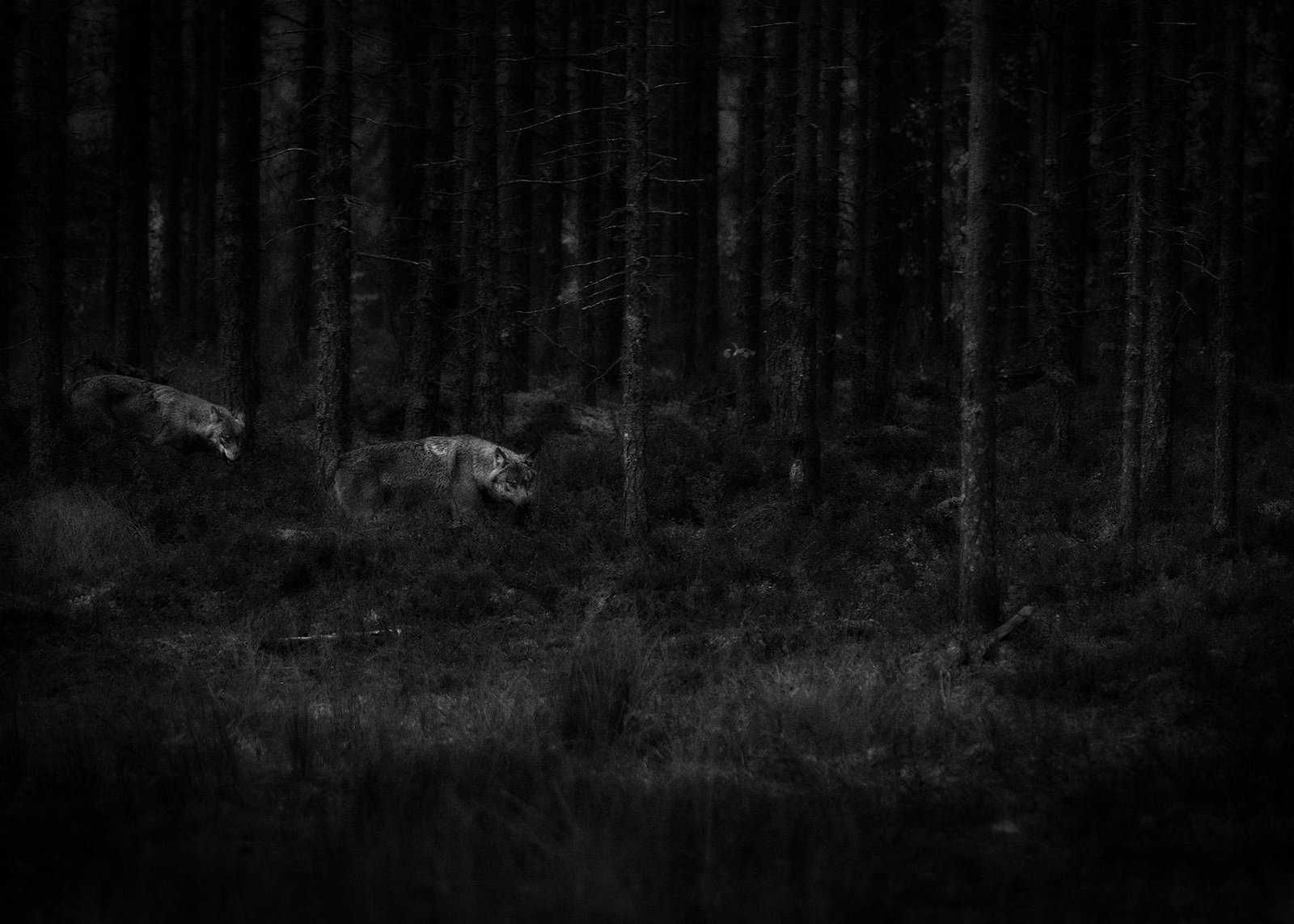 London Photography Awards Winner - Dark Forest